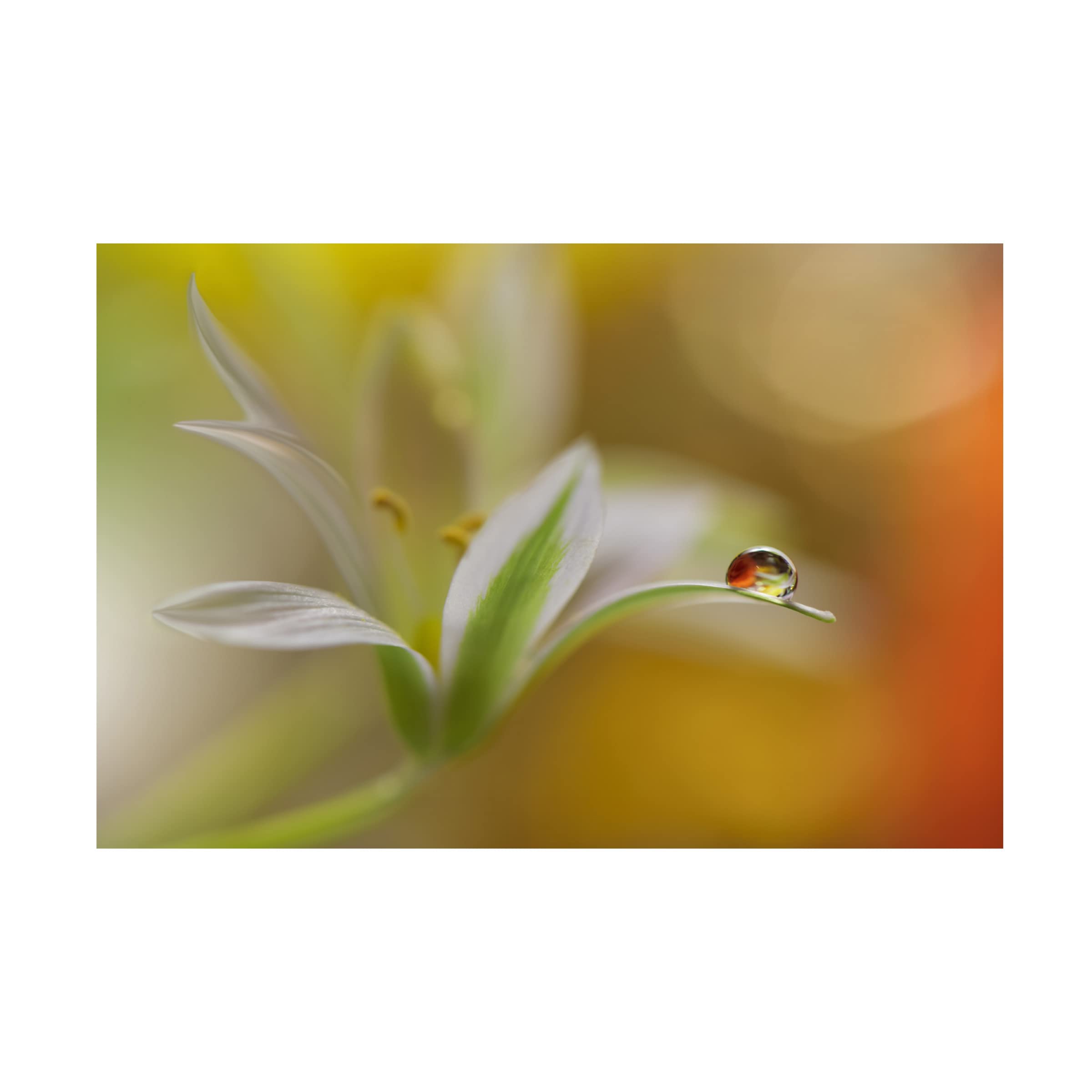 Trademark Fine Art 'Sound Of Colors' Abstract Canvas Wall Art by Juliana Nan - Perfect for Living Room, Bedroom & Office Decor