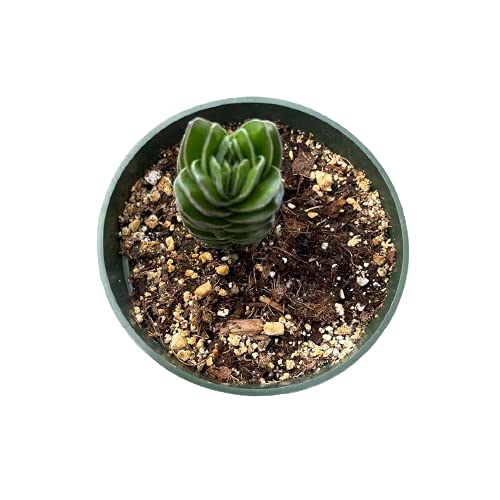 Live Succulent Plants - Crassula Buddha Temple in 4 Inch Pot | Perfect for Home Decor, Office Desk & Indoor Gardening