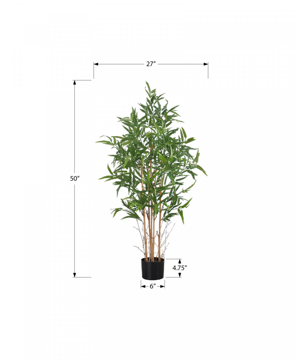 50 Pack Bamboo Plants in 5 Black Pots - Indoor House Plants for Home Decor, Office Feng Shui, and Gift Giving