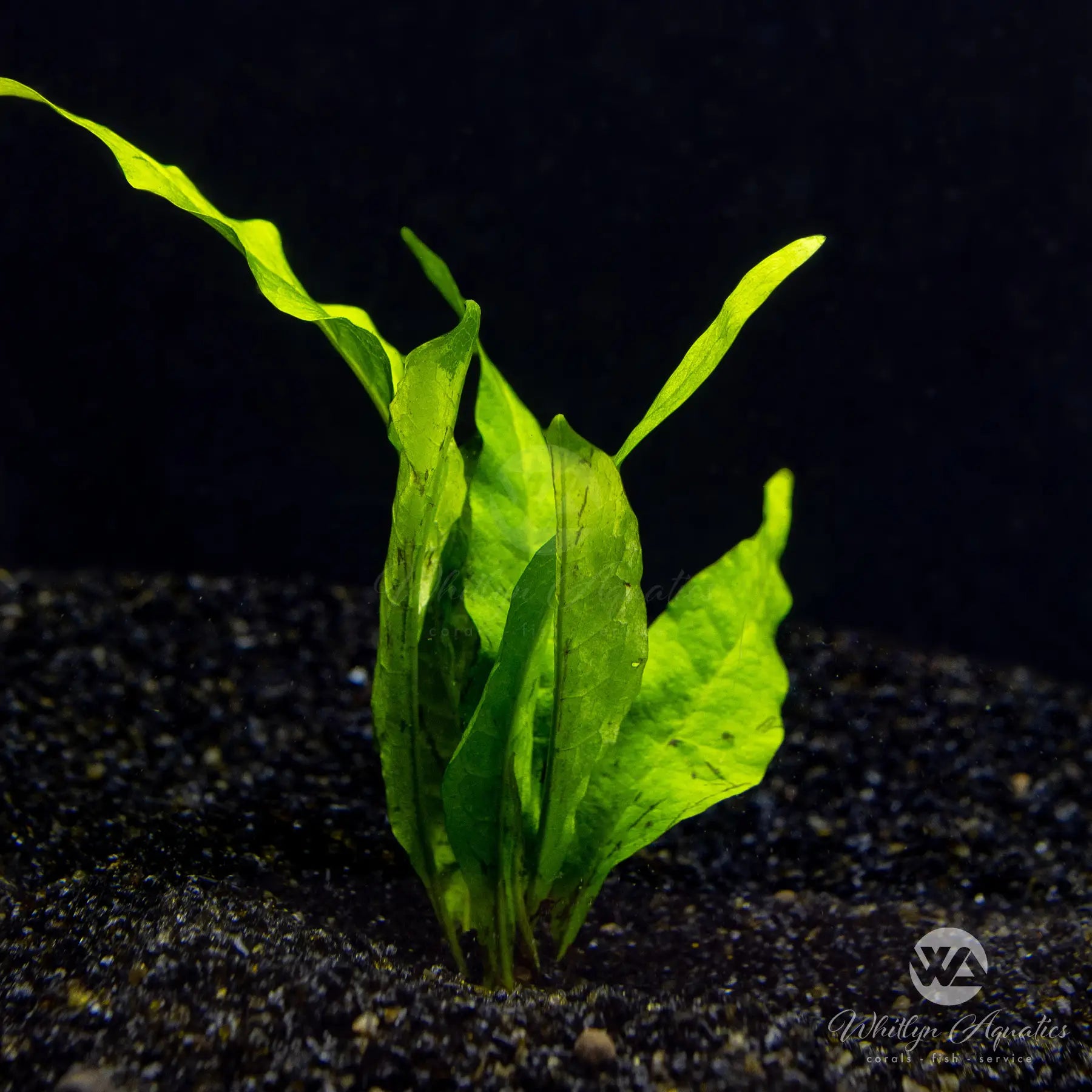 Java Fern (Microsorum Pteropus) - Live Aquarium Plant for Freshwater Fish Tanks - Perfect for Aquascaping, Shrimp Tanks & Low-Light Aquariums