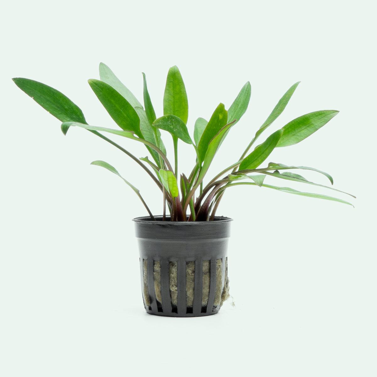 Cryptocoryne Lutea Aquatic Plant - Live Freshwater Aquarium Plant for Fish Tanks | Perfect for Aquascaping, Low-Tech Tanks & Natural Habitat Setup