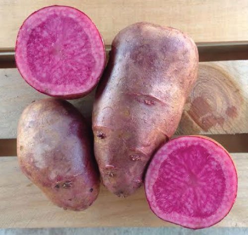 Colorful Mix Seed Potatoes - Blue, Red, Yellow & White Specialty Potatoes for Home Gardening | Perfect for Roasting, Mashing & Salads