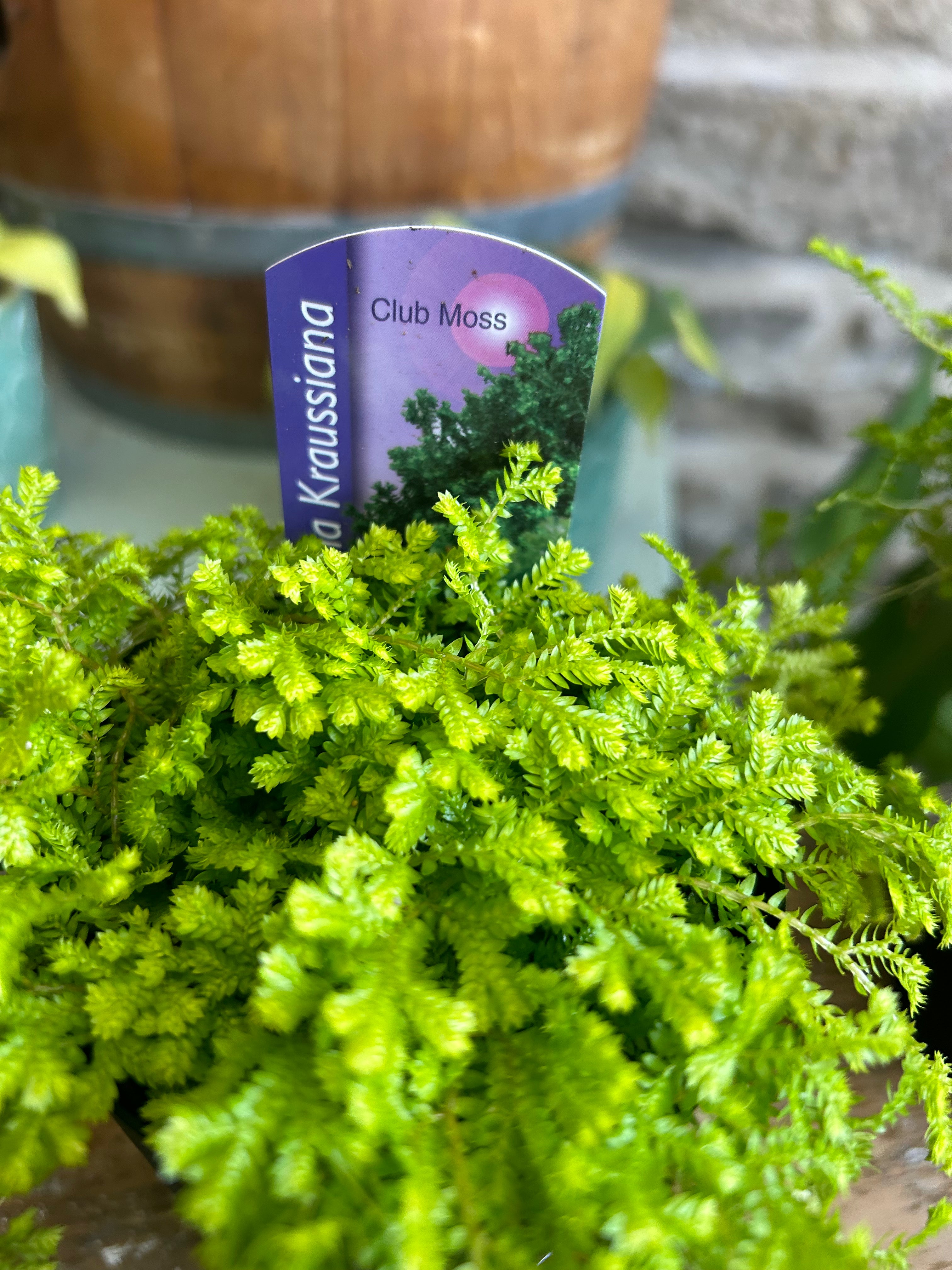 Club Moss Fern Plant - Indoor Air Purifying Houseplant for Home, Office & Garden Decor | Perfect for Terrariums, Fairy Gardens & Natural Displays