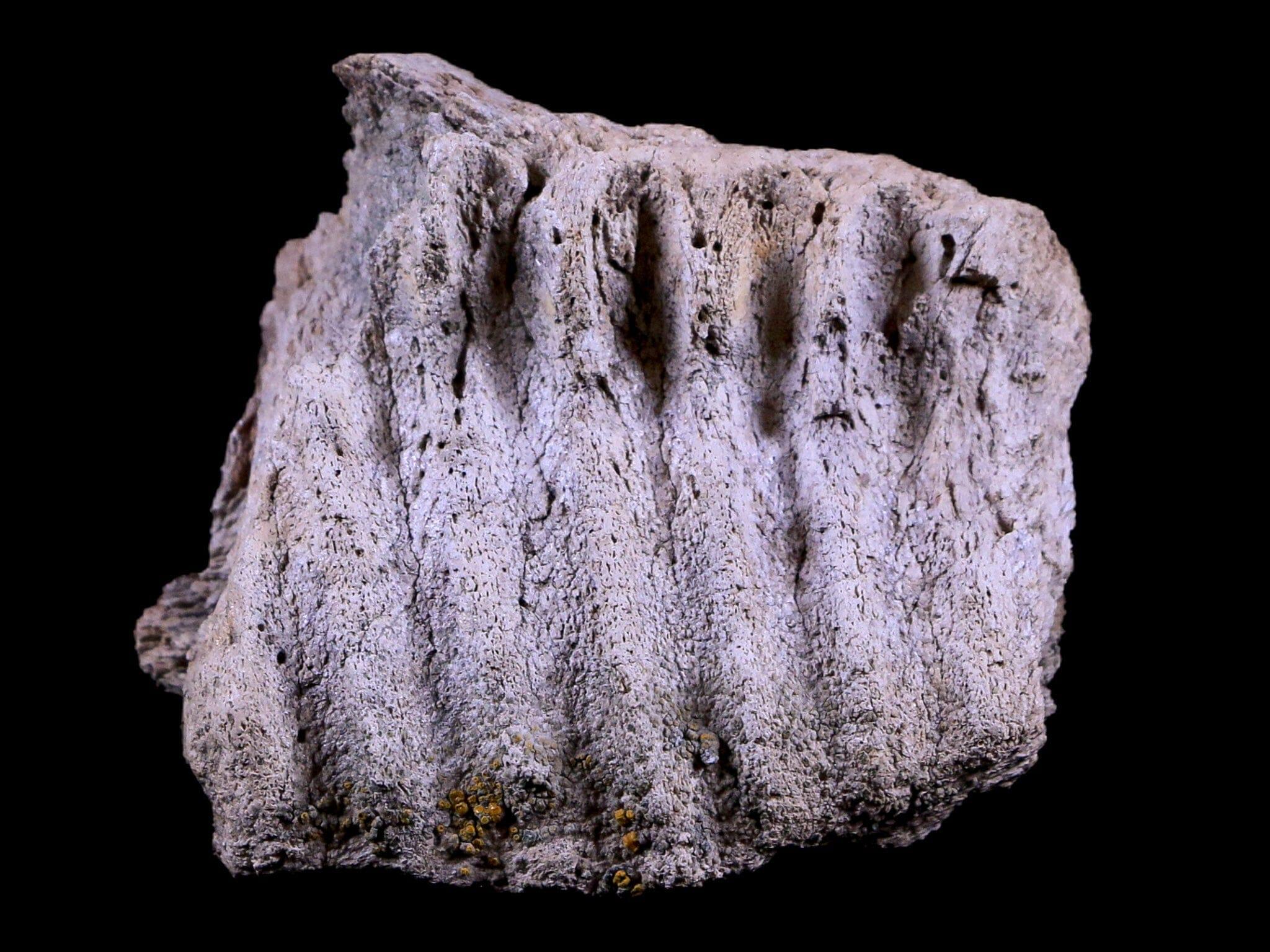 Authentic Gryposaurus Fossil Jaw Maxilla Bone - Duck-Billed Dinosaur Fossil from Judith River Formation, Montana - Includes COA - Perfect for Paleontology Collections, Educational Displays & Dinosaur Enthusiasts
