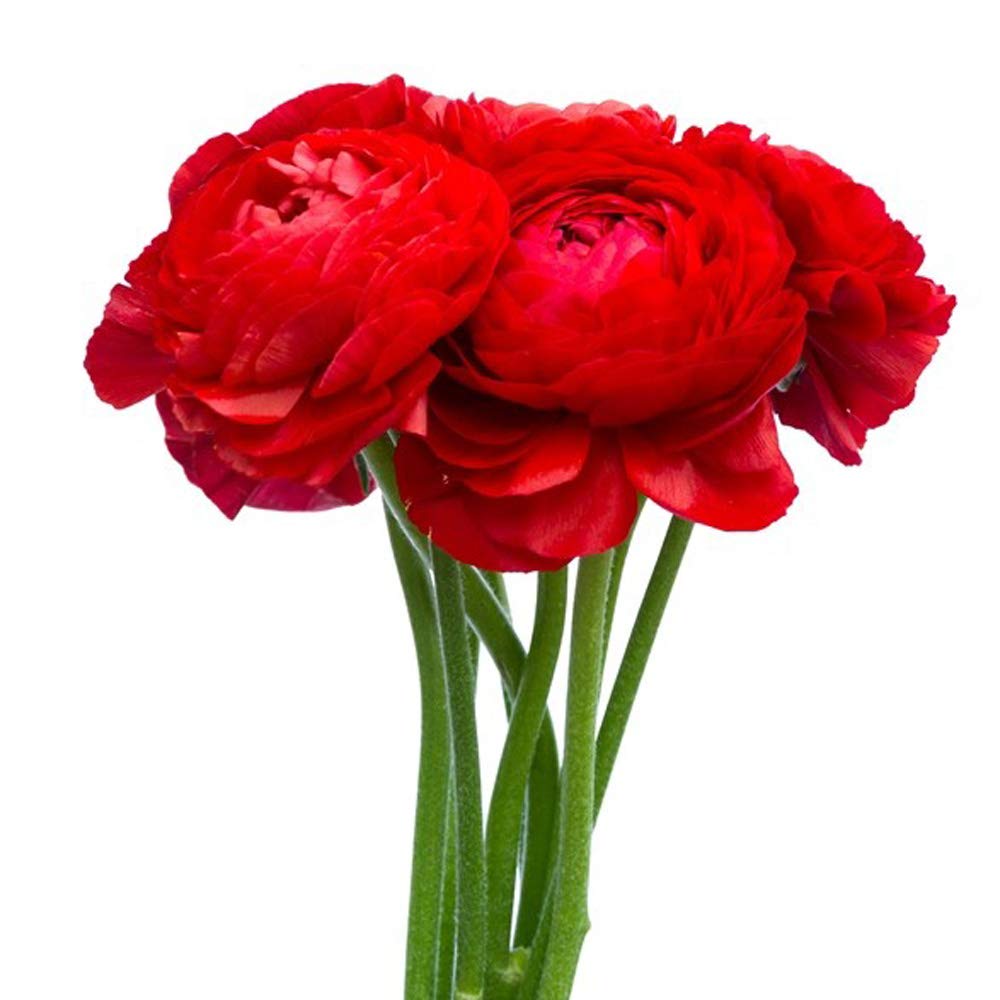 UtopiaSeeds 12 Red French Peony Ranunculus Bulbs - Beautiful Flowering Plants for Garden, Wedding Bouquets & Home Decor