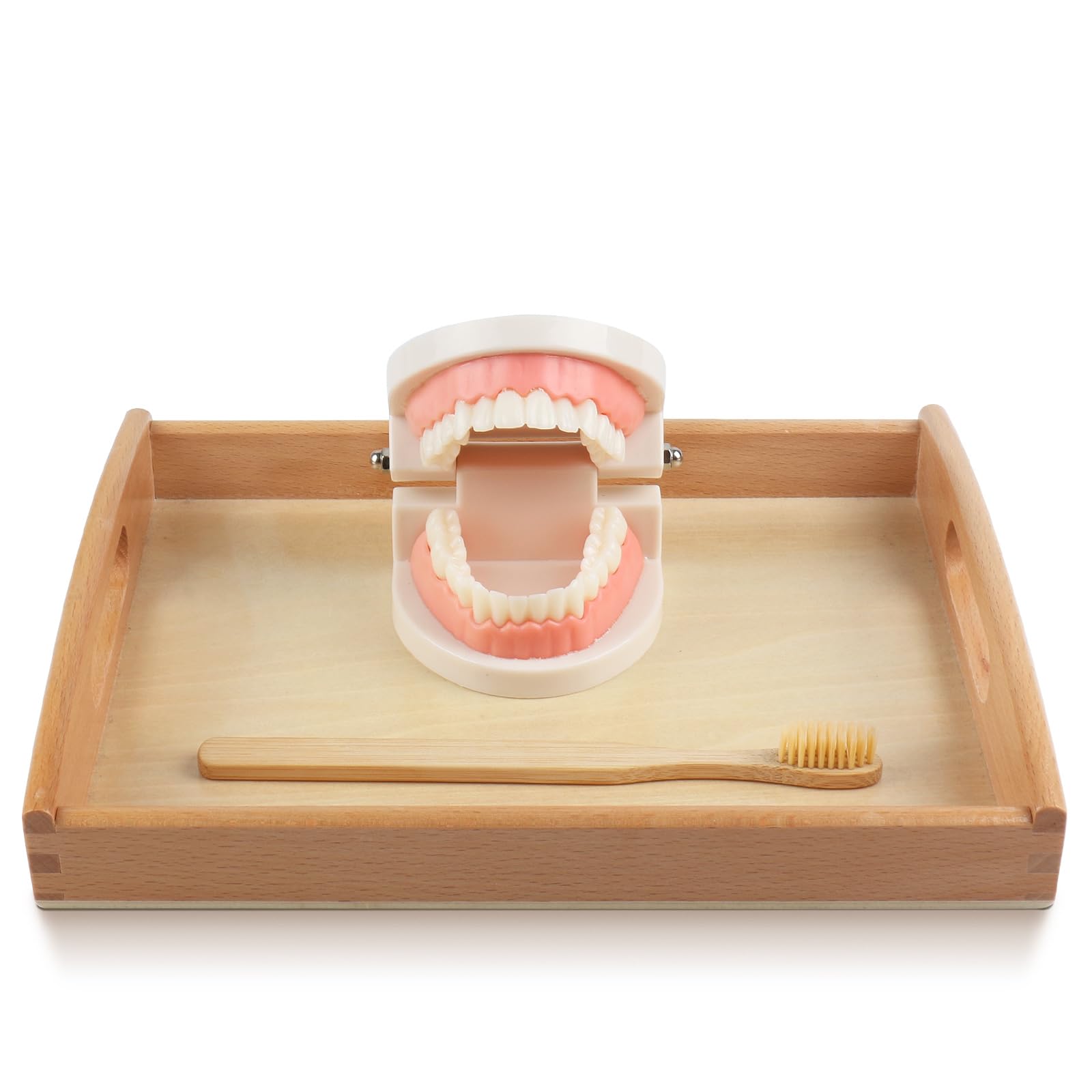 Montessori Practical Life Brushing Teeth Model & Cards Set - Educational Preschool Learning Toys for Toddlers, Homeschool & Classroom Teaching Aid - Perfect for Dental Hygiene Practice & Early Childhood Development