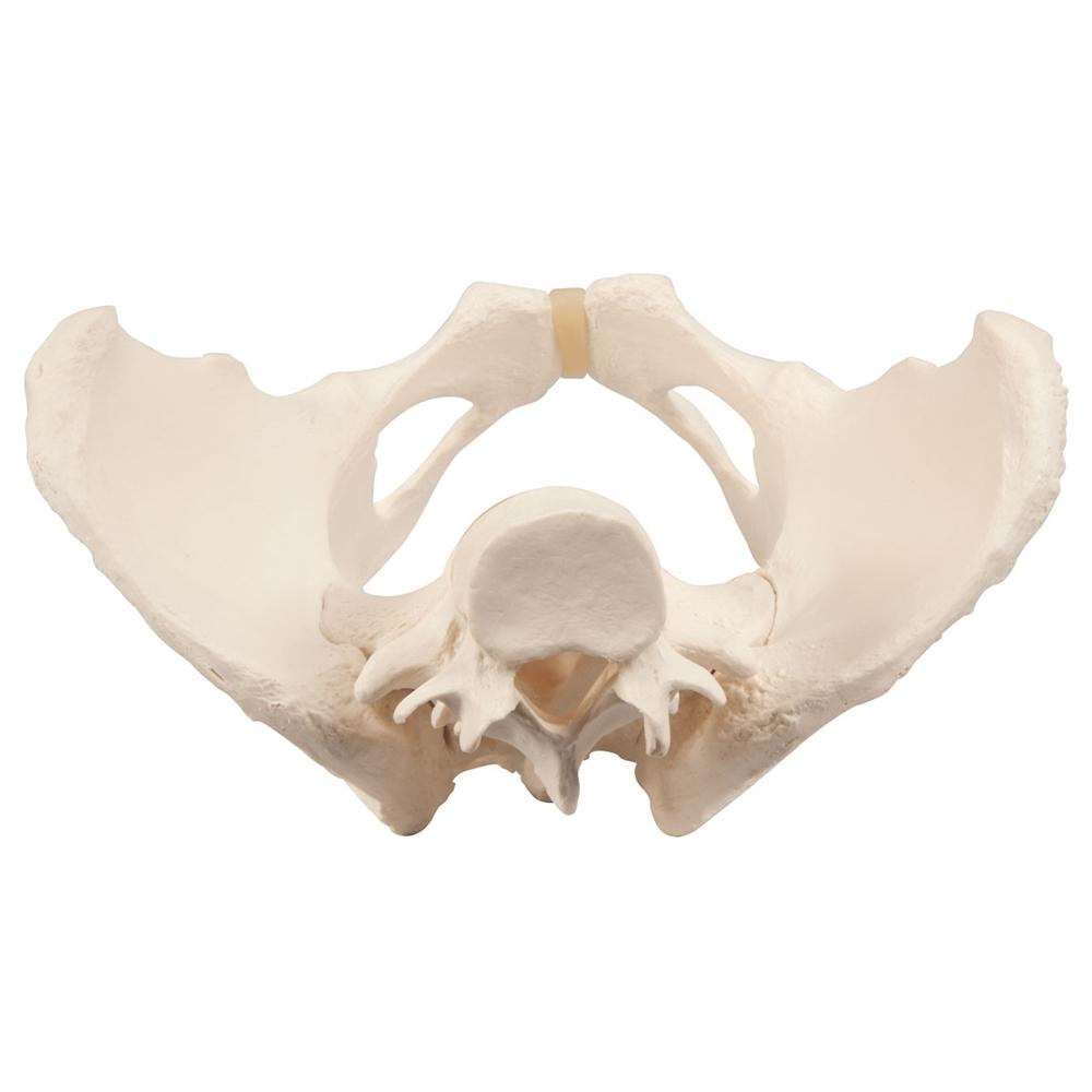 Female Pelvic Skeleton Model - Anatomically Accurate Human Pelvis Bone Structure for Medical Students, Doctors & Physical Therapists - Perfect for Anatomy Study, Patient Education & Medical Office Display