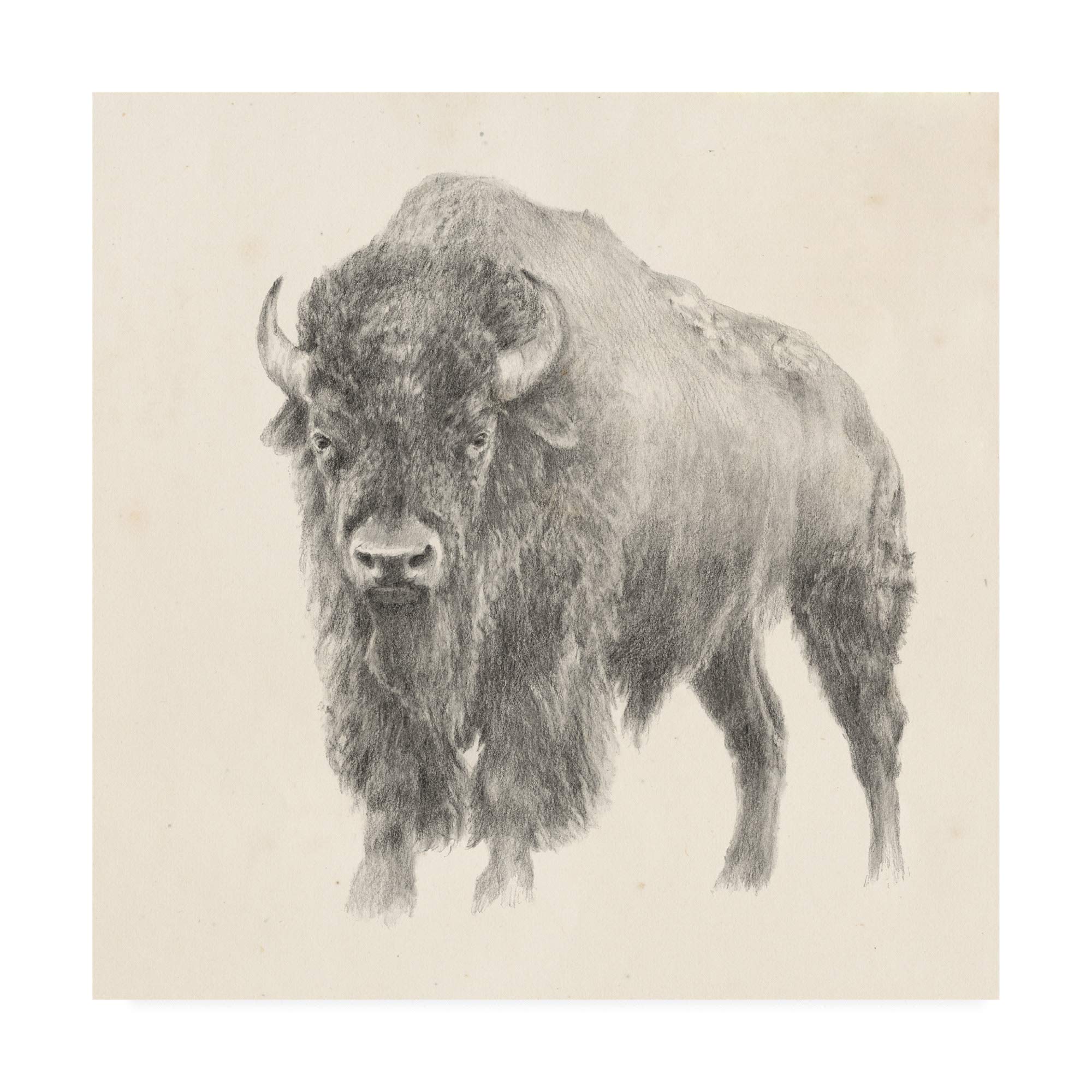 Trademark Fine Art - 18x18 Western Bison Study by Ethan Harper - Premium Canvas Wall Art for Home & Office Decor