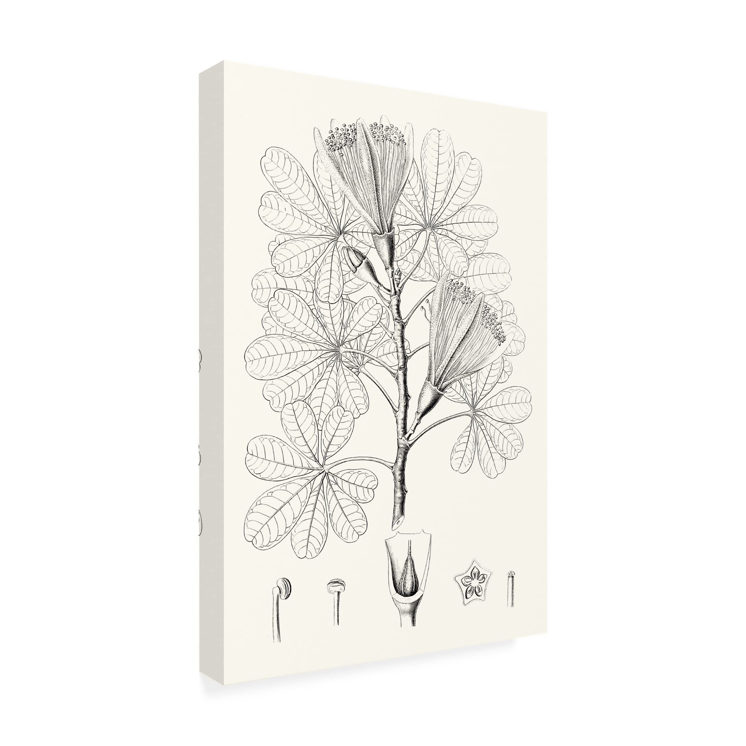 Trademark Fine Art 'Illustrative Leaves II' Canvas Wall Art Print by Vision Studio - Perfect for Living Room, Bedroom & Office Decor