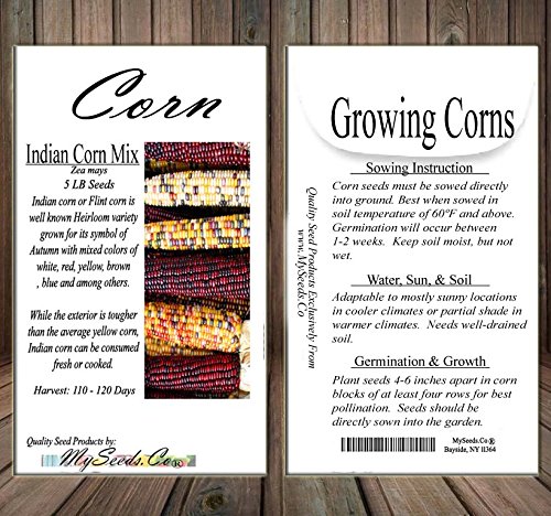 5 lb (8,400+ Seeds) Non-GMO Heirloom Indian Corn Seed Mix - Oldest Varieties by MySeeds.Co - Perfect for Home Gardening, Farm Planting & Fall Decorations