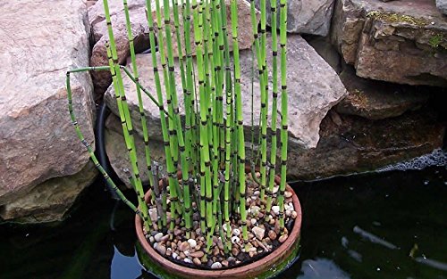 10 Pack Horsetail Plants for Koi Ponds - Natural Bamboo-Like Aquatic Plants for Water Gardens, Ponds & Aquariums - Perfect for Landscaping, Backyard Decor & Fish Tank Environments