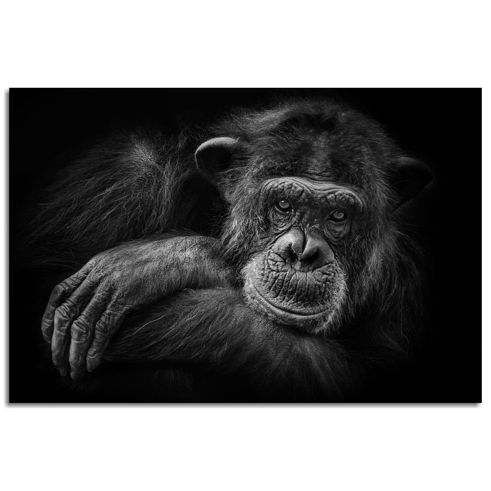 Premium Chimpanzee Canvas Wall Art - 18