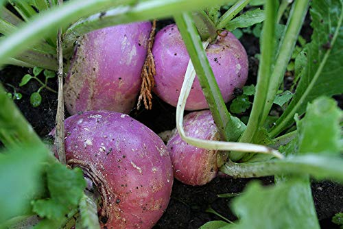 1 lb Purple Top Turnip Seeds for Deer & Turkey - High Yield Wildlife Food Plot Attractant, Non-GMO Garden Seeds for Fall Planting & Hunting Plots
