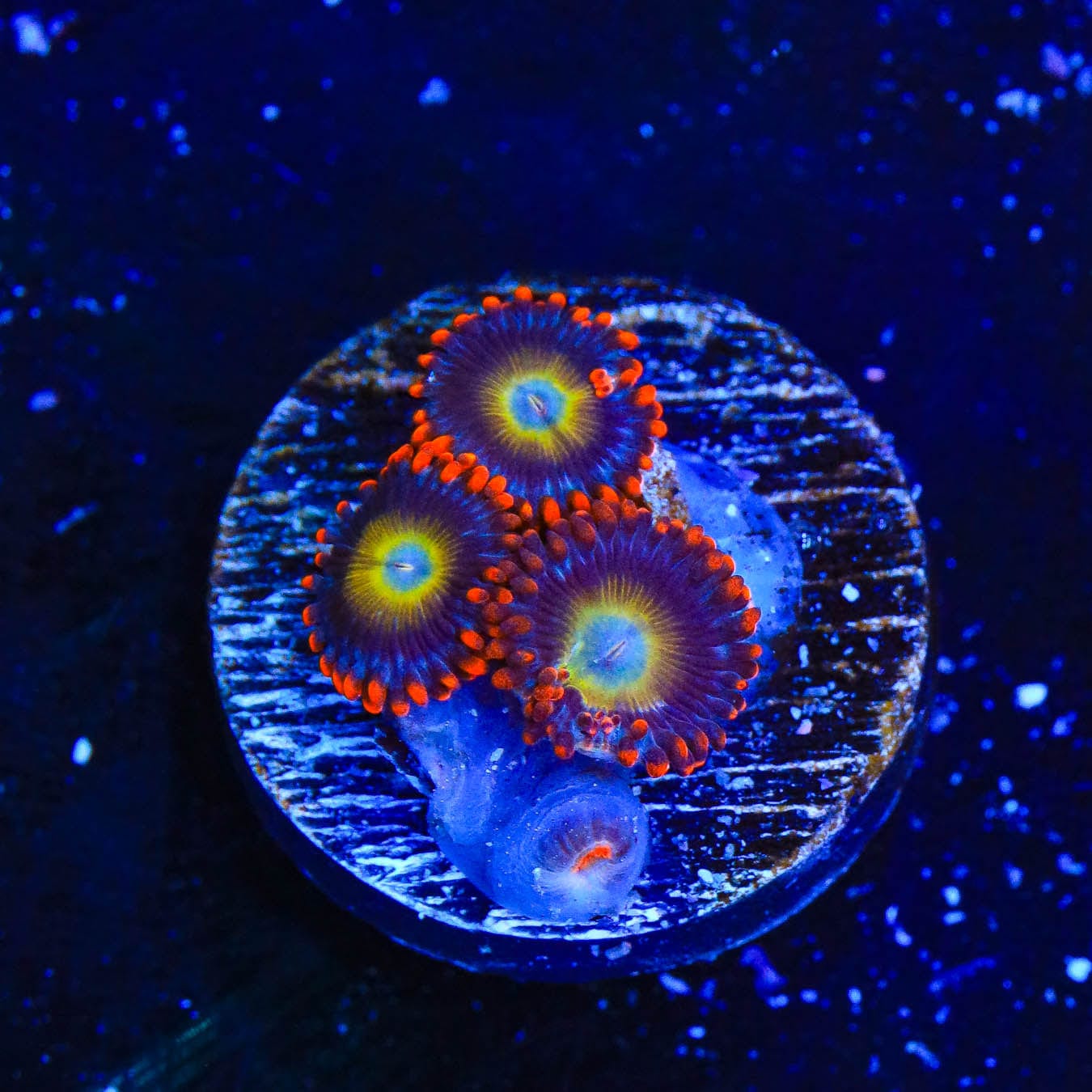 Vibrant Circus Freak Zoanthids Coral for Saltwater Aquariums | Colorful Coral for Reef Tanks & Marine Displays