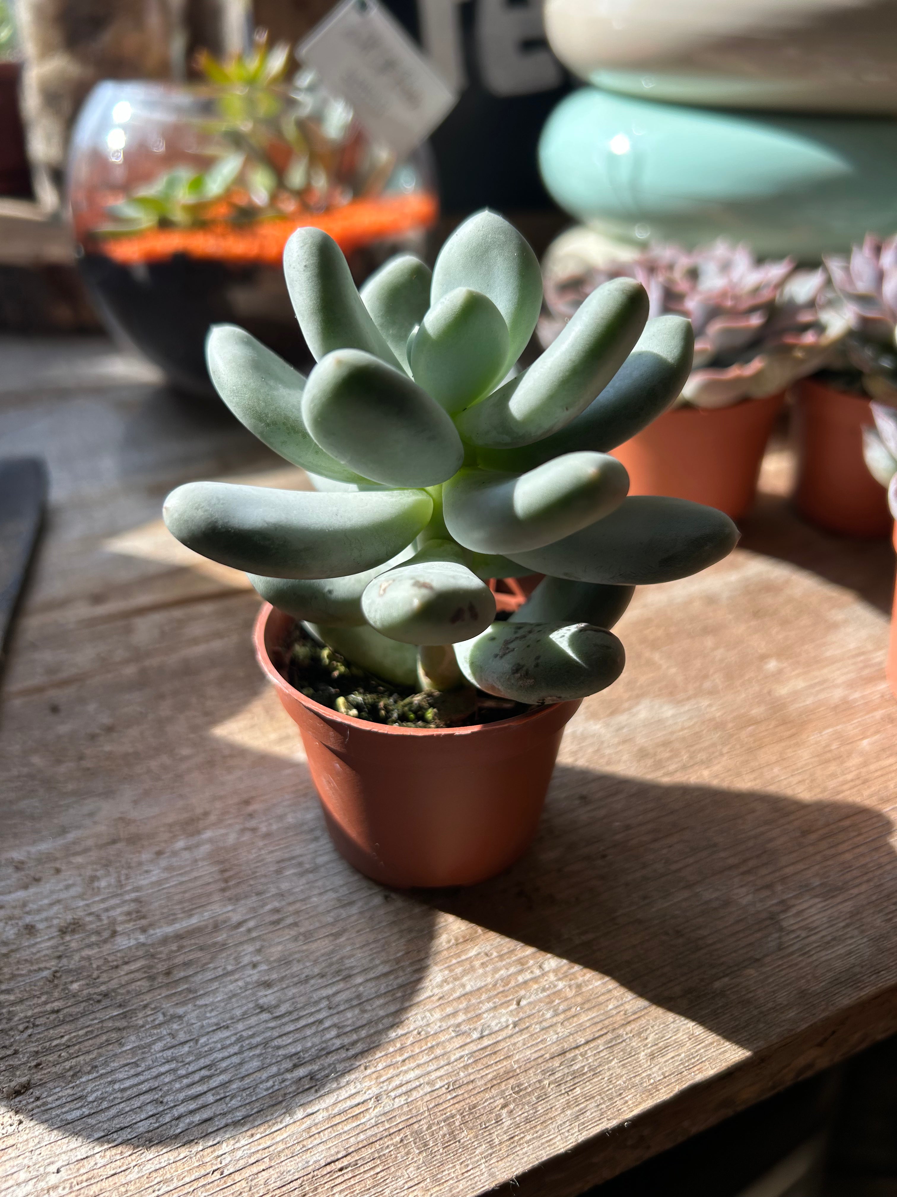 2 Pack Live Succulent Plants - Low Maintenance Indoor/Outdoor Houseplants for Home, Office, and Garden Decor
