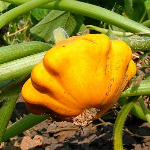 Golden-Yellow Pattypan Squash Seeds - 20+ Non-GMO Scallop Squash Seeds for Planting, Home Garden & Fresh Cooking | Perfect for Summer Squash Recipes, Organic Gardening & Farmers Market Harvests