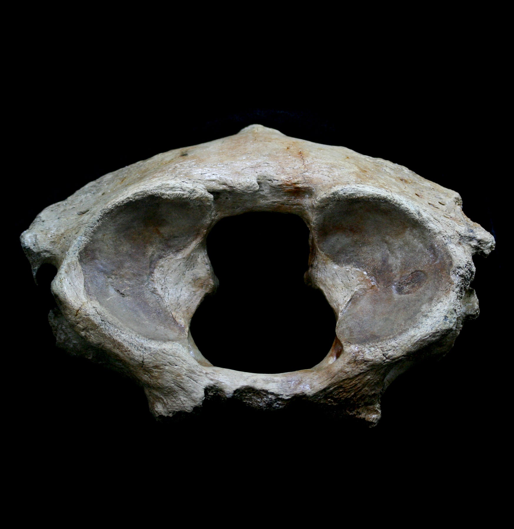 Authentic Mammoth Atlas Fossil with Hyena Teeth Marks - Rare Ice Age Collectible for Paleontology Enthusiasts & Home Decor