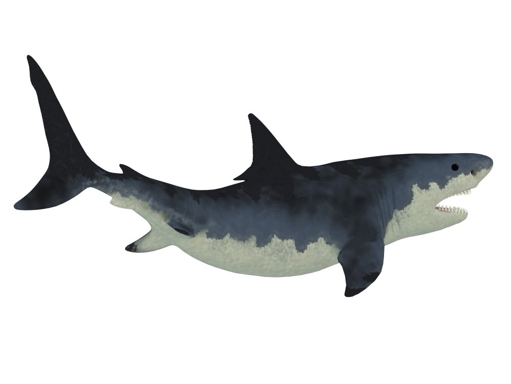 Megalodon vs Great White Shark Poster Print - 32x24 Inch - Giant Prehistoric Shark with Razor Sharp Teeth - Perfect for Classroom, Office, or Home Decor