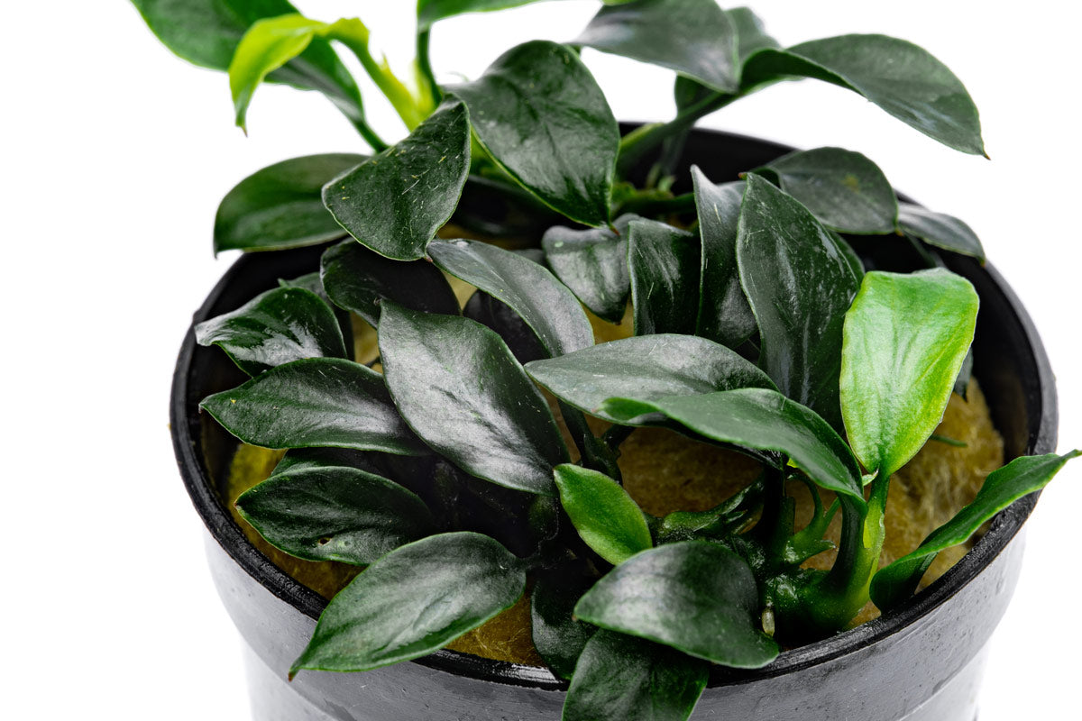 Anubias Jungle Star Aquatic Plant - Live Freshwater Aquarium Plant for Fish Tanks, Low Light & Easy Care - Perfect for Aquascaping, Shrimp Tanks & Natural Decor