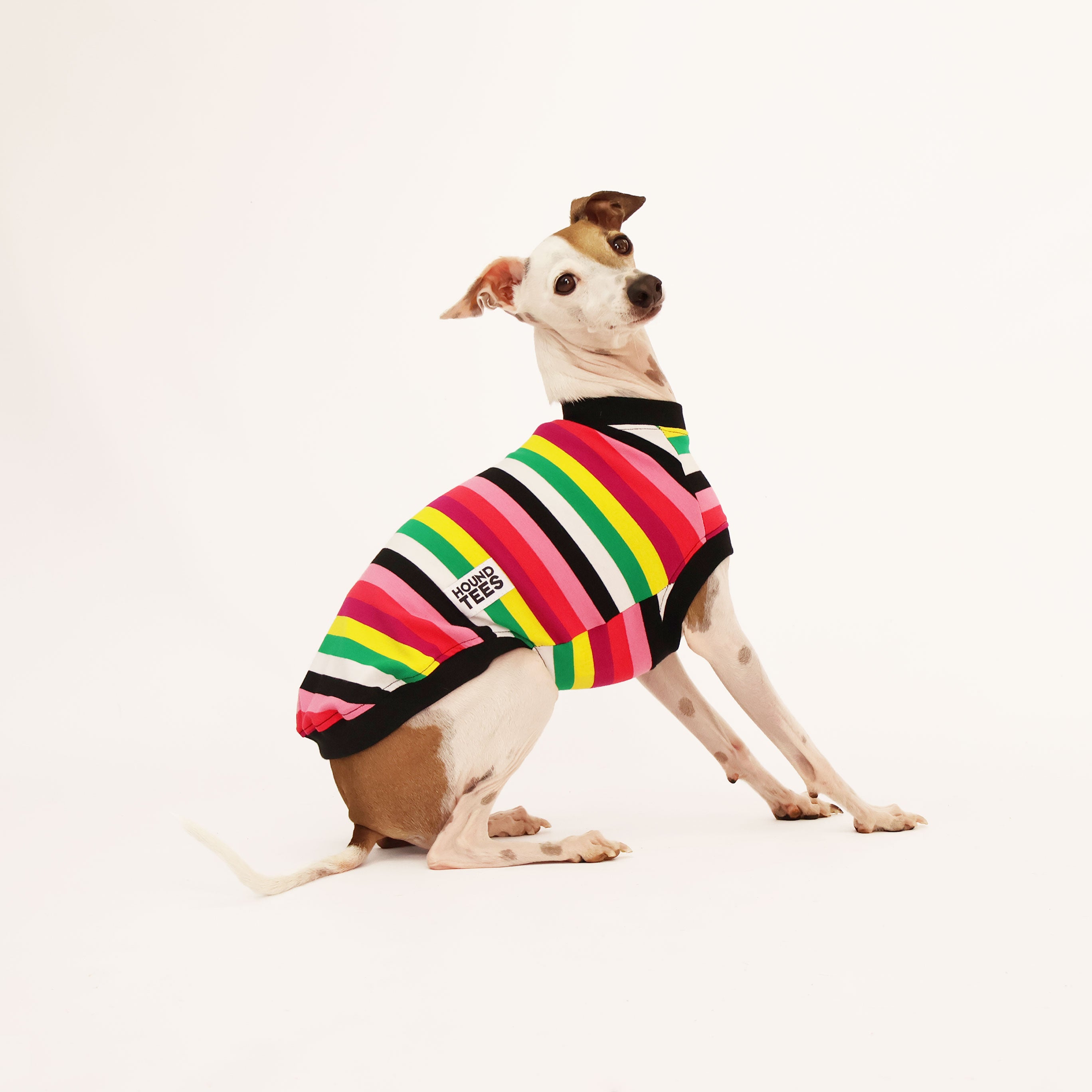 Liquorice Allsorts Italian Greyhound Sleeveless Dog T-Shirt - Cute Pet Apparel for Small Breeds, Perfect for Walks & Photo Shoots