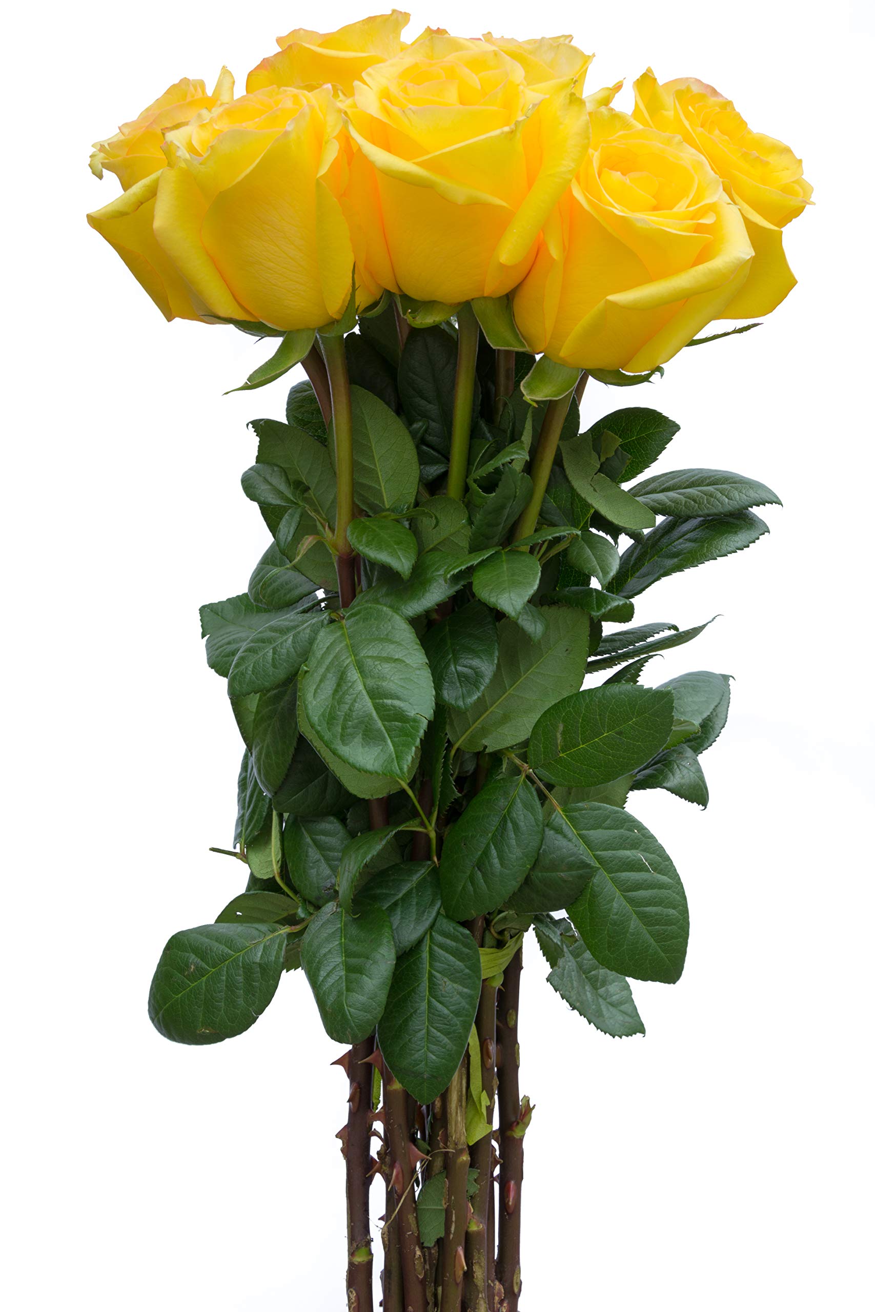 36 Stems Fresh Cut Yellow Rose Bouquet - Premium Long Lasting Flowers for Wedding, Anniversary & Valentine's Day - Perfect for Romantic Gifts, Home Decor & Special Occasions
