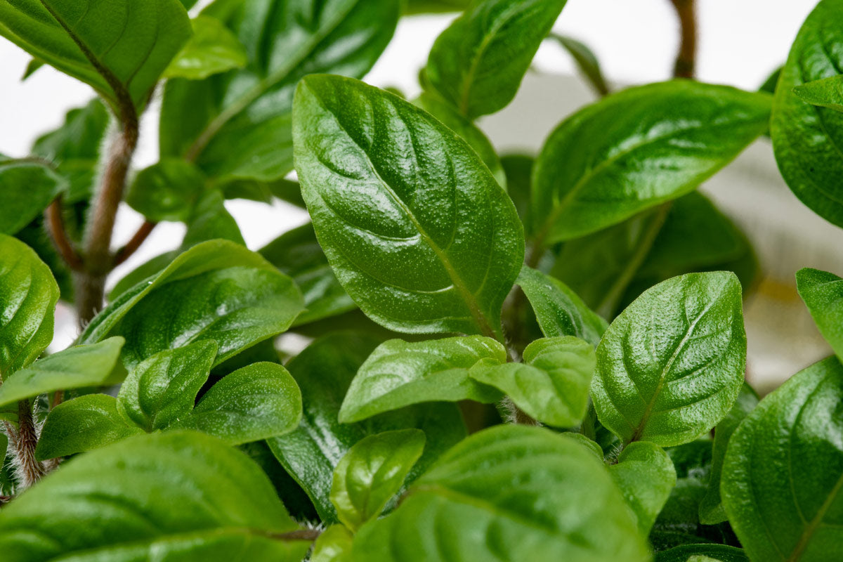 Staurogyne Bihar Aquatic Plant for Freshwater Aquariums - Perfect for Aquascaping, Fish Tanks & Nano Tanks