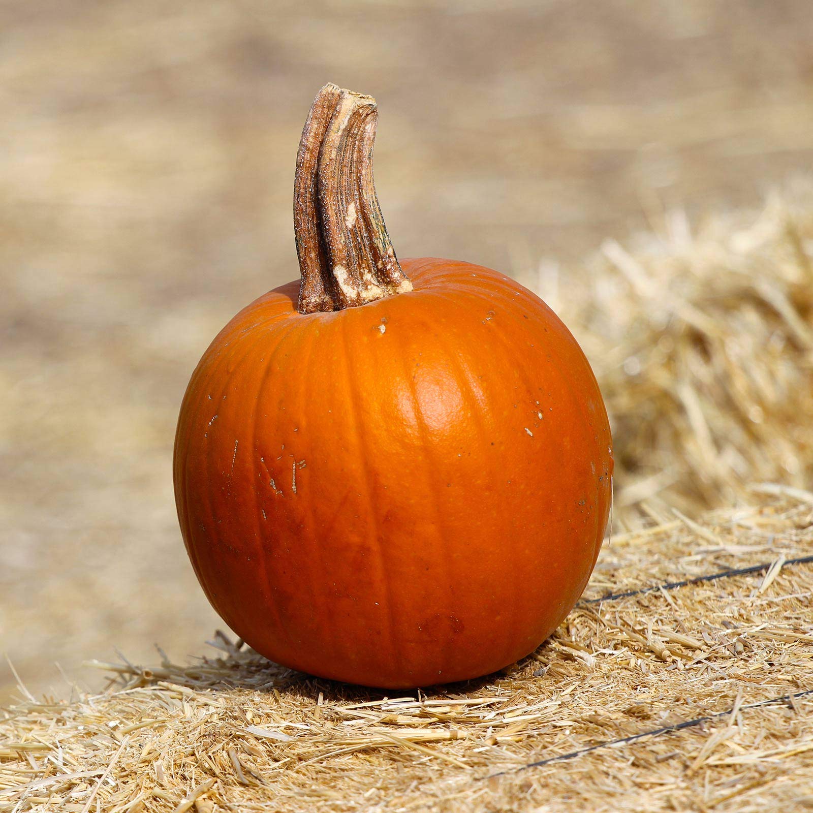 Organic Pumpkin Garden Seeds - Thumpkin Variety - 4 Oz Non-GMO Vegetable Seeds for Planting | Perfect for Home Gardening, Fall Decorations & Pumpkin Patches