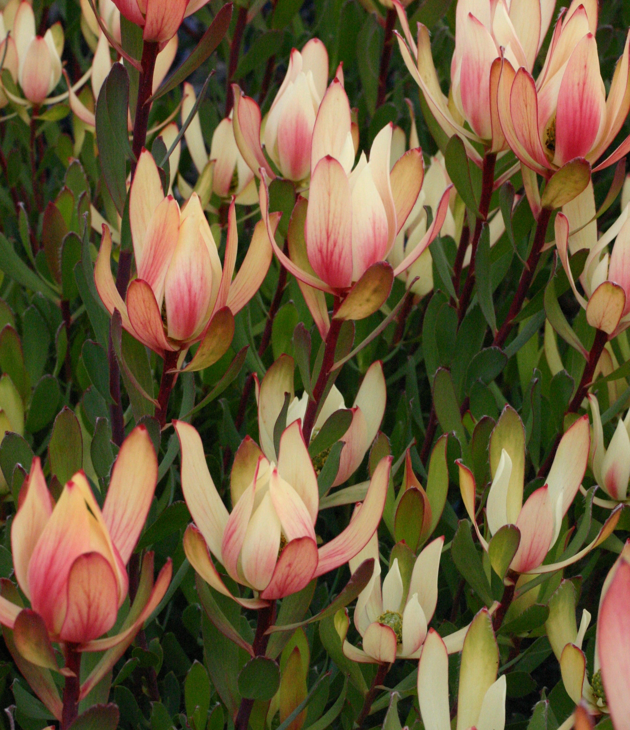 Leucadendron ‘Sixteen Candles’ – Stunning Drought-Tolerant Flowering Shrub for Landscaping & Wedding Decor