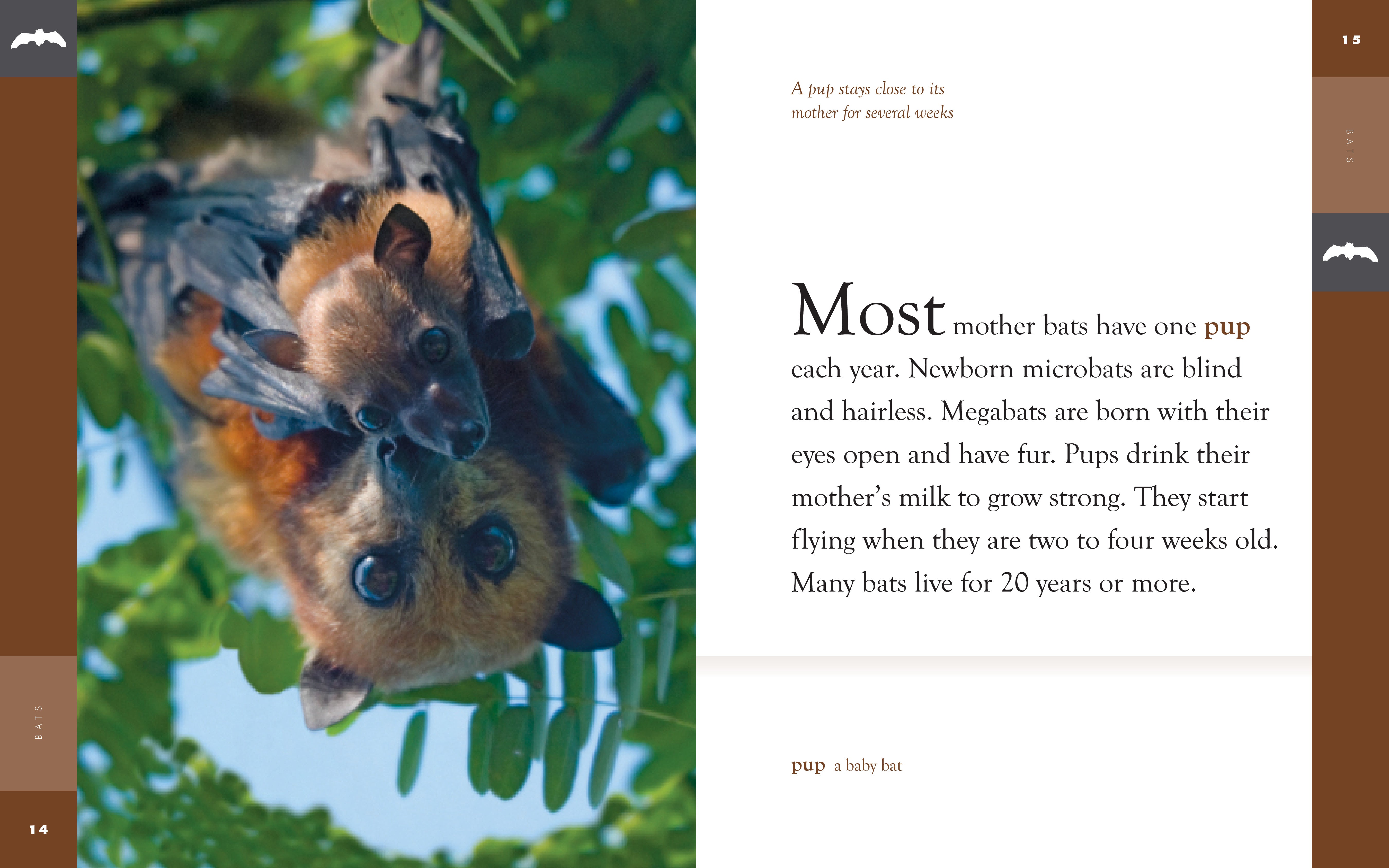 Amazing Animals (2014): Bats - Educational Wildlife Documentary for Kids & Nature Lovers - Perfect for Classroom Learning and Family Movie Nights