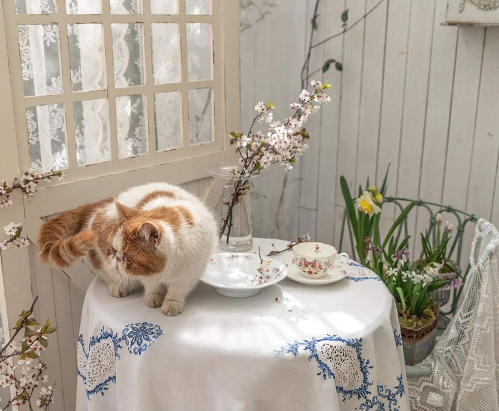 123Arts Ceramic Cat and Flower Coffee Mug Teacup Set with Saucer - Cute Cat-Themed Tea Cup for Coffee, Tea & Hot Drinks - Perfect for Home, Office & Gifts