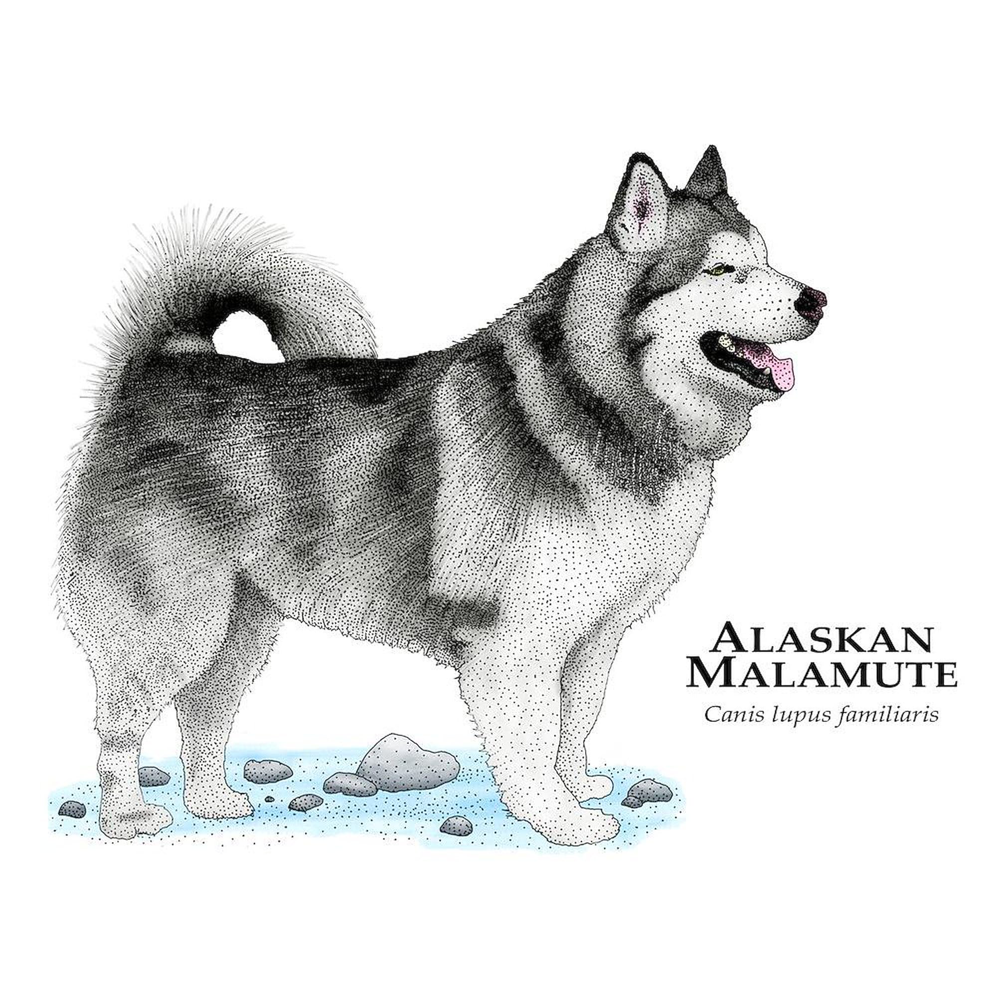 Alaskan Malamute Ceramic Coffee Mug 11 oz (325 ml) - Durable White Coffee Cup for Hot & Cold Drinks - Perfect Gift for Dog Lovers, Office Use, or Home Decor