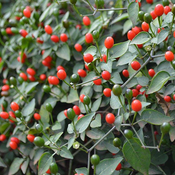 Texas Bird Pepper Seeds (Capsicum annuum glabriusculum) - Hot Chili Pepper Seeds for Home Gardening, Cooking & Spicy Food Lovers | Perfect for Salsas, Hot Sauces & Mexican Dishes