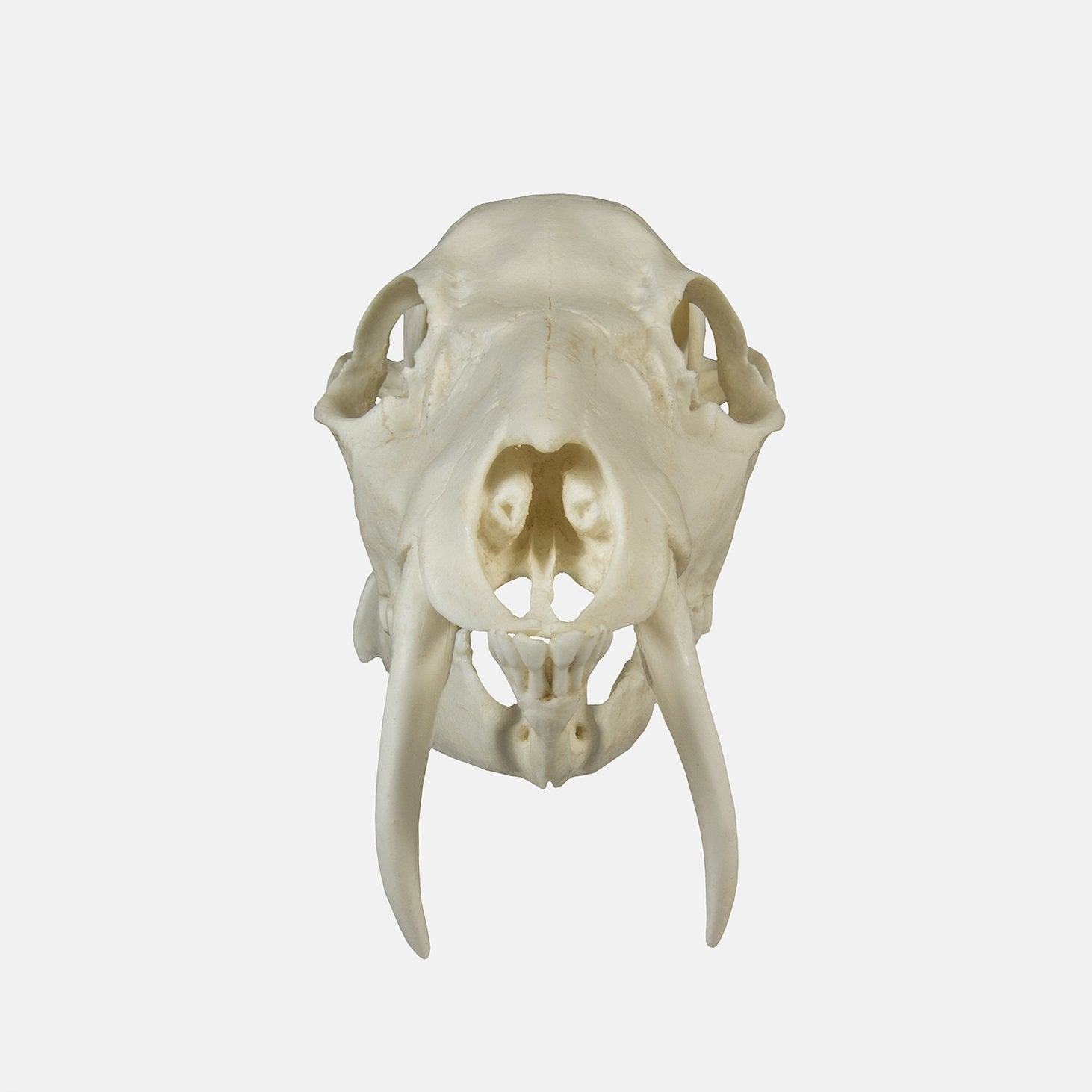 Authentic Replica Chinese Water Deer Skull - Lifelike Animal Skull Decor for Home, Office & Gothic Collections | Perfect for Halloween, Taxidermy Displays & Unique Gifts
