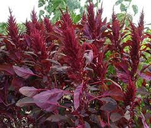 Organic Red Amaranth 