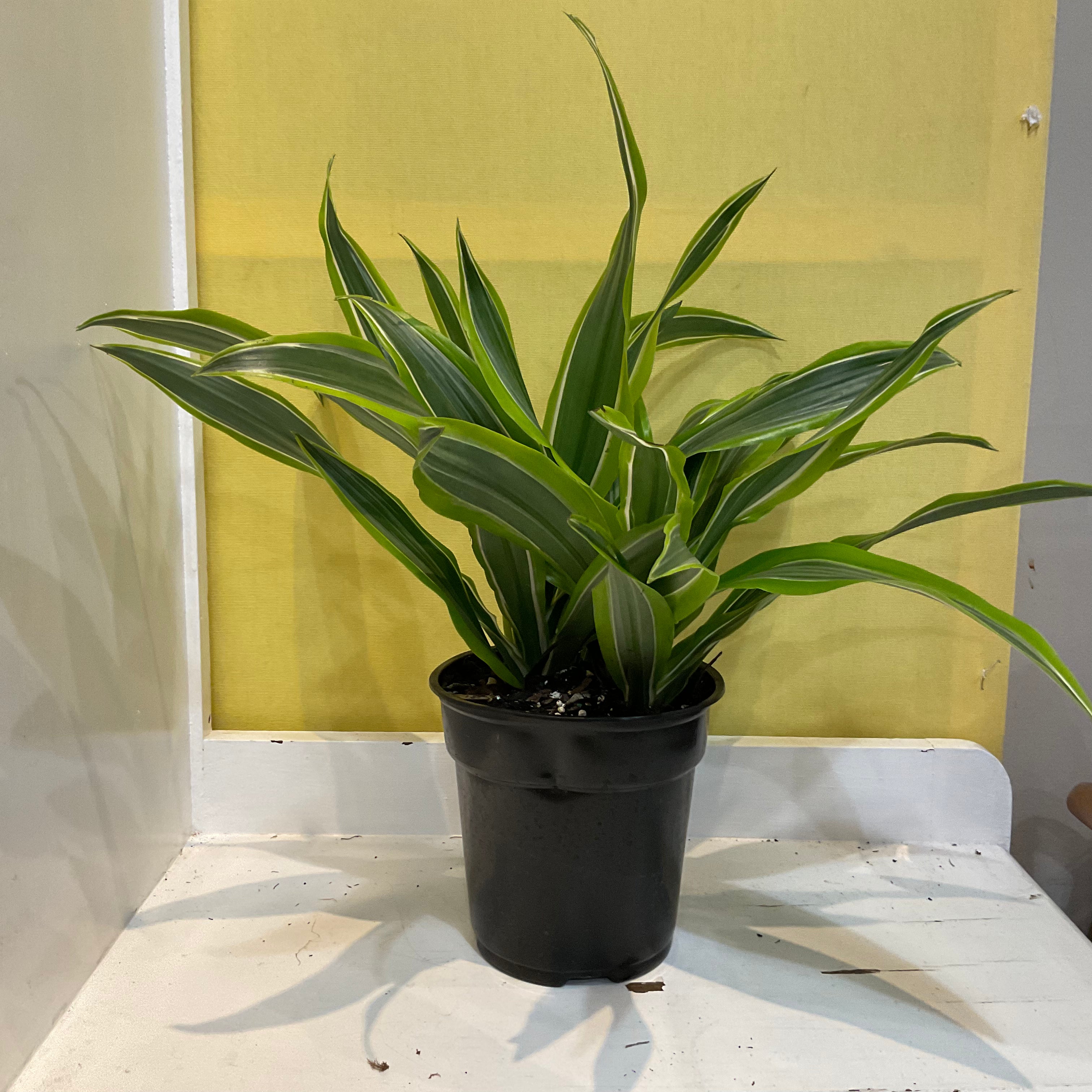 Dracaena Warnecki Plant - Medium Size - Perfect for Home & Office Decor - Indoor Air Purifying Houseplant