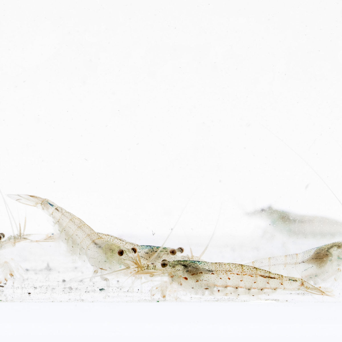 Premium Caridina Multidentata Amano Shrimp - 10 Live Freshwater Algae Eating Shrimp for Aquarium Tank Cleaning | Perfect for Planted Tanks & Nano Aquascapes