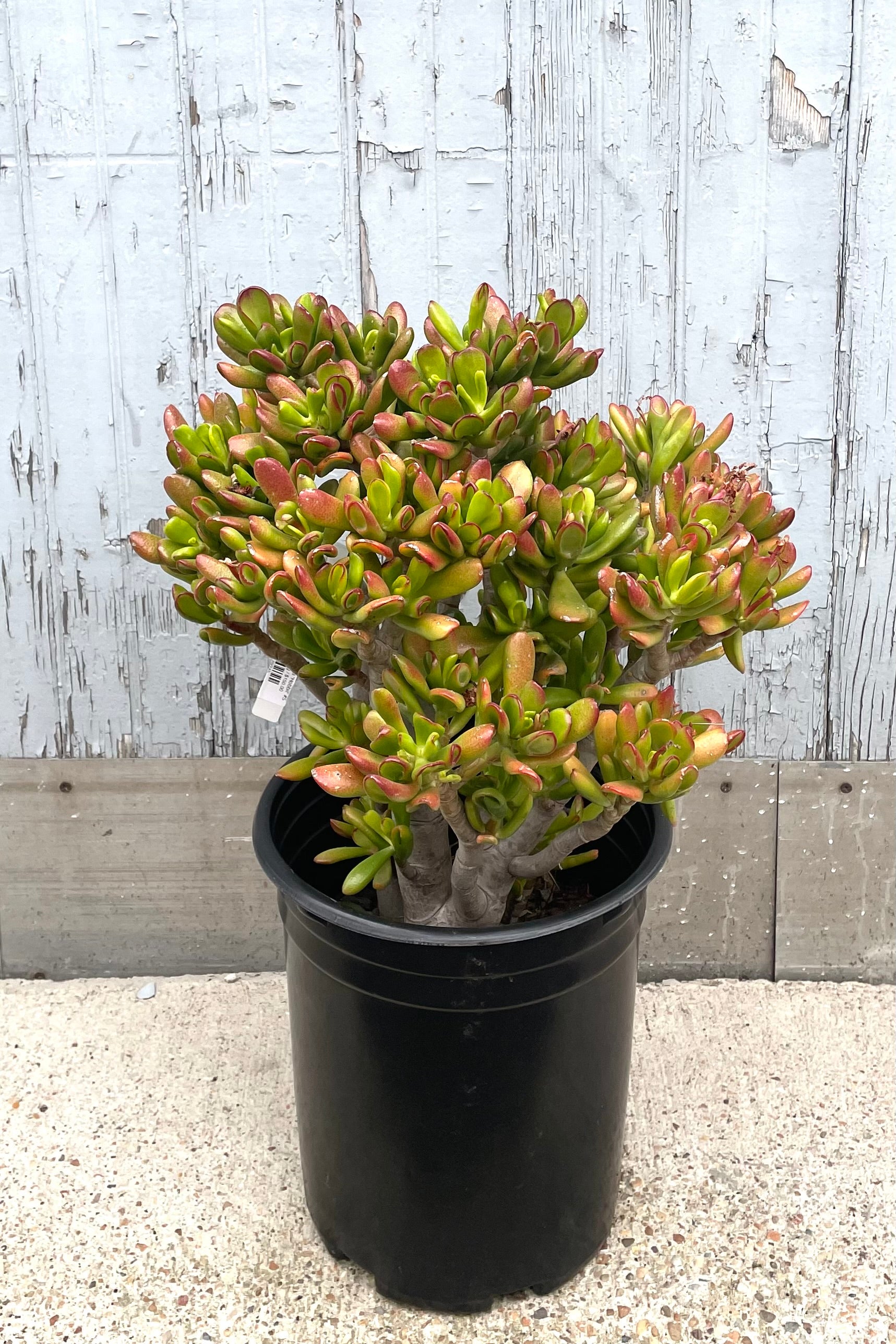 Crassula Ovata 'Hobbit' Jade Plant - #5 Pot Size - Unique Succulent for Home Decor, Office Desk, or Gift Idea