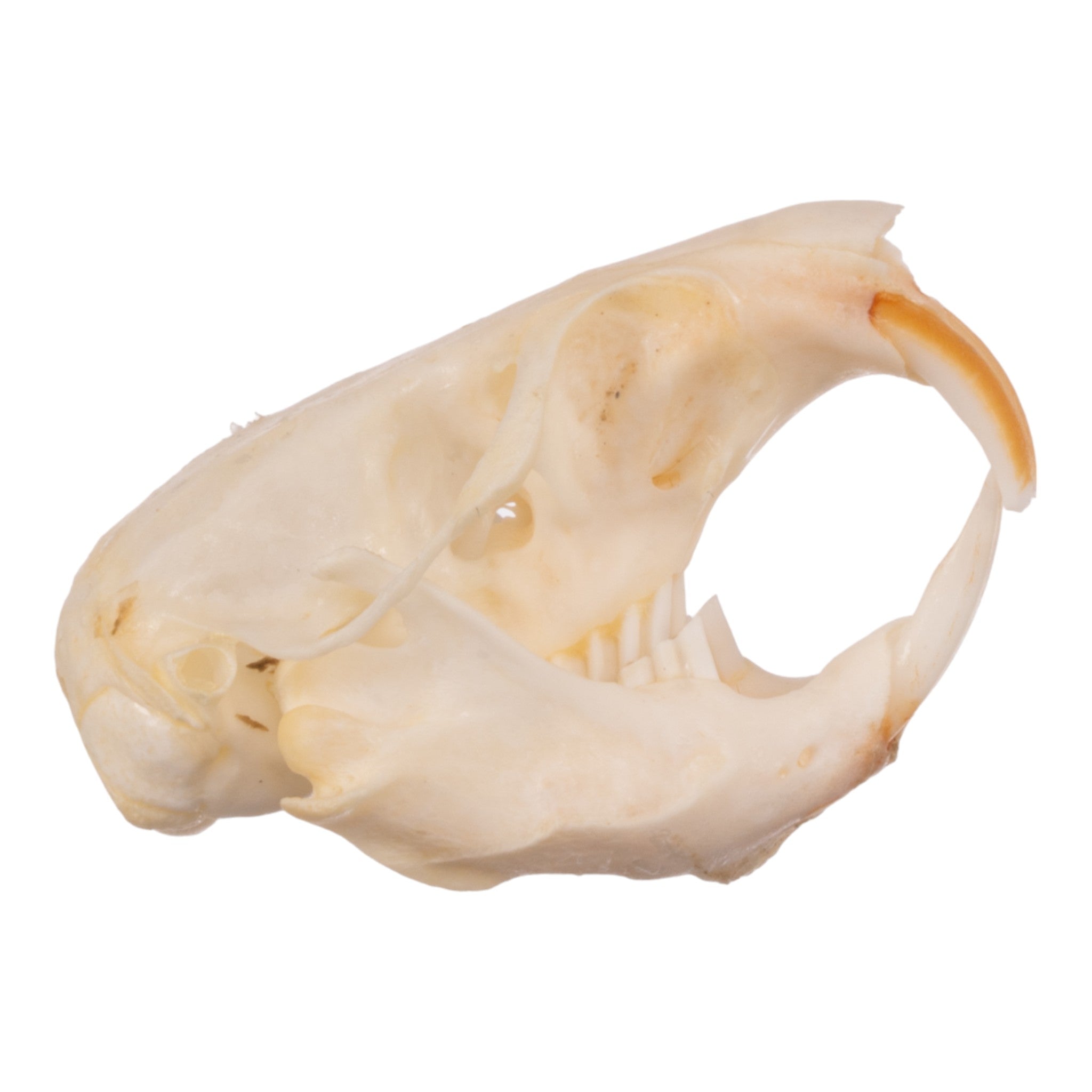 Authentic Idaho Pocket Gopher Skull - Taxidermy Specimen for Science Study, Oddity Collectors & Home Decor - Perfect for Educational Displays, Cabin Decor & Gothic Collections