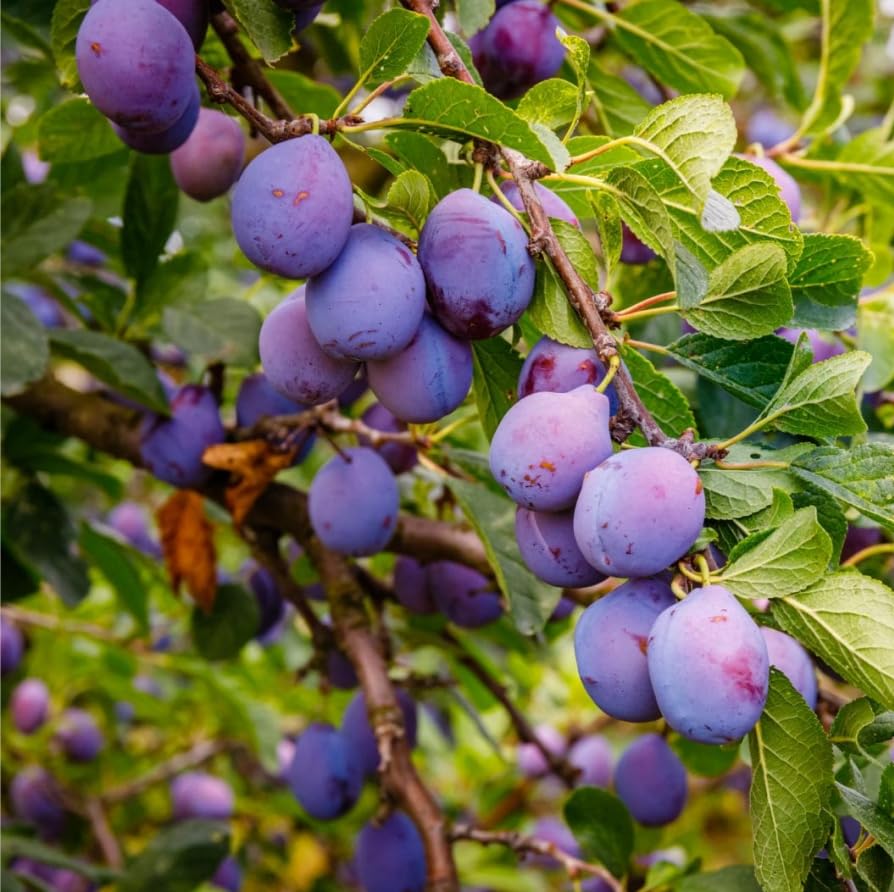 10+ Wild Plum Tree Seeds for Planting - Non-GMO Prunus Americana Perennial Fruit Seeds for Outdoor Gardens | Perfect for Home Orchards, Landscaping & Wildlife Habitats