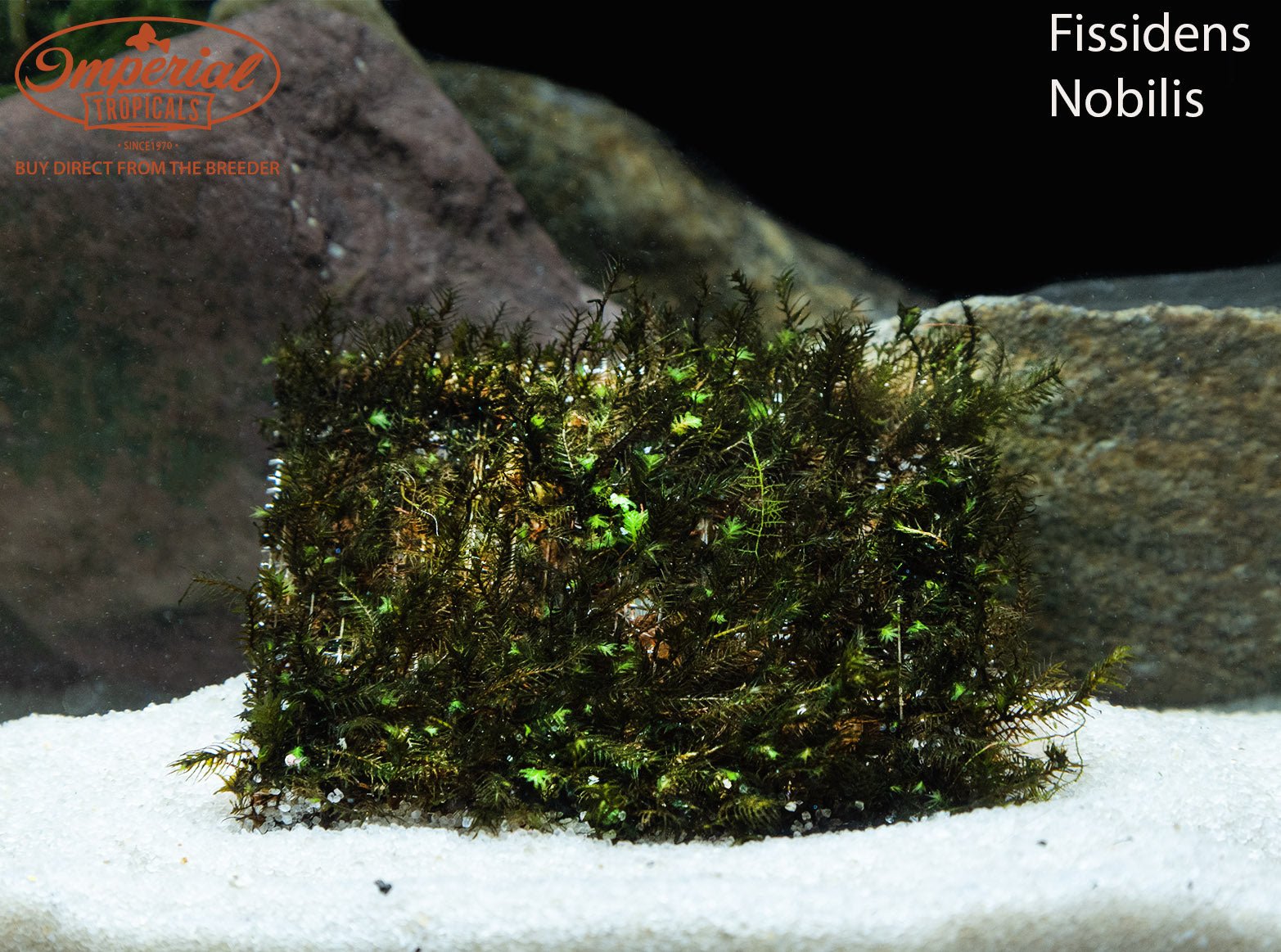 Premium Phoenix Moss (Fissidens Nobilis) for Aquariums & Terrariums - Live Aquatic Plant for Shrimp Tanks, Aquascaping & Natural Decor