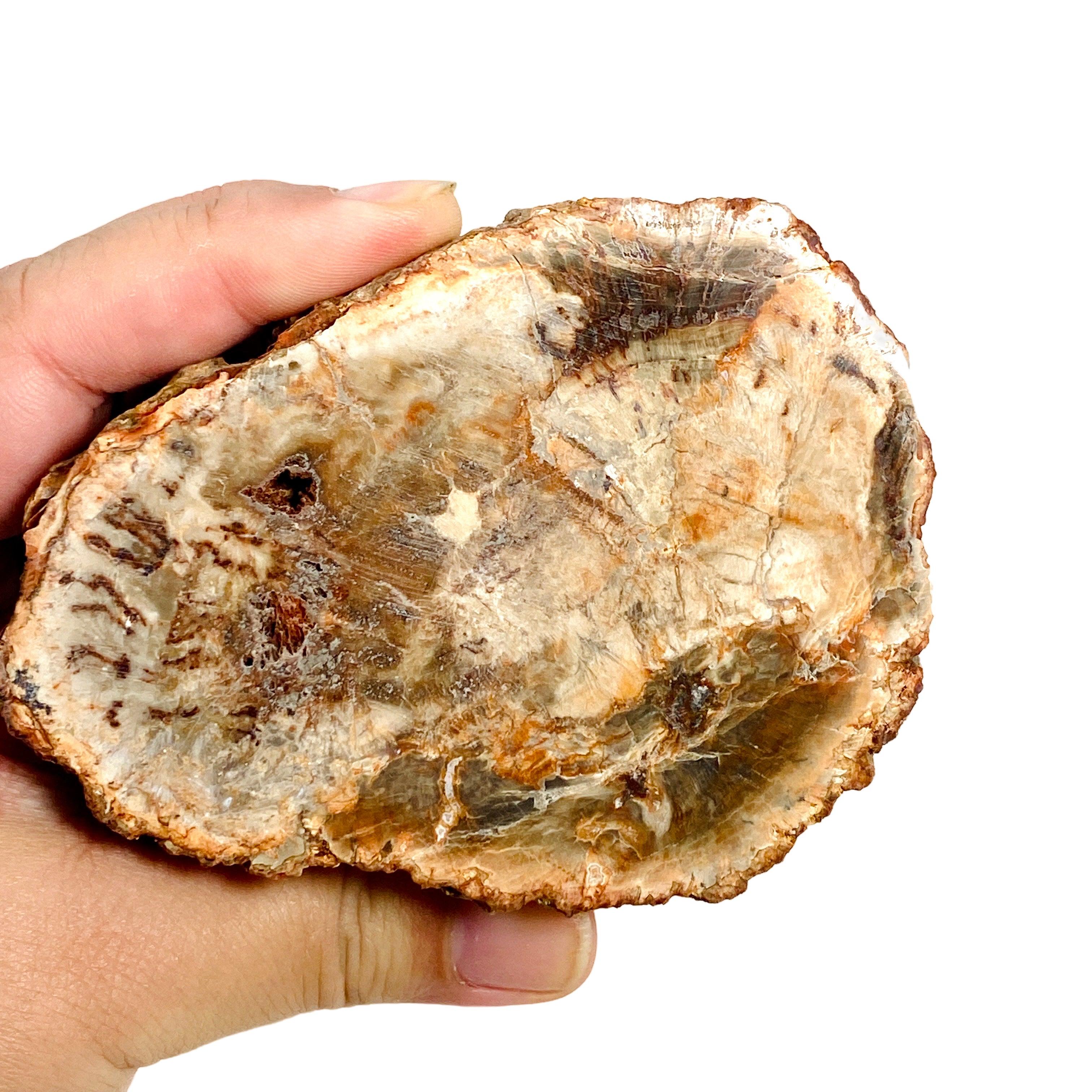 Natural Petrified Wood Slab - Semi-Polished PTW 07 for Home Decor & Mineral Collection | Perfect for Coffee Tables, Wall Art, and Geology Displays