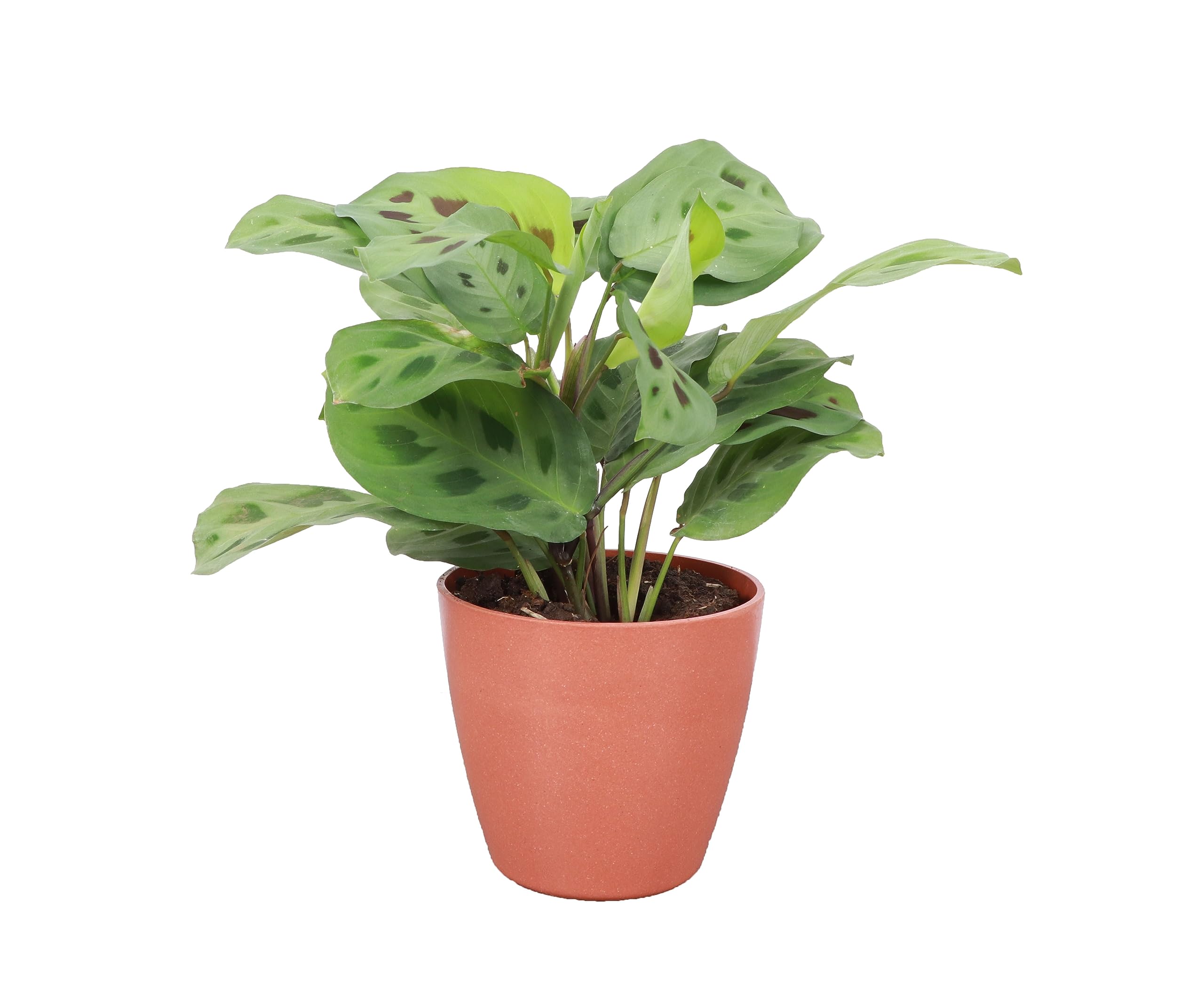 Thorsen's Greenhouse Green Prayer Plant (Maranta Leuconeura) - Live Indoor Houseplant in 4