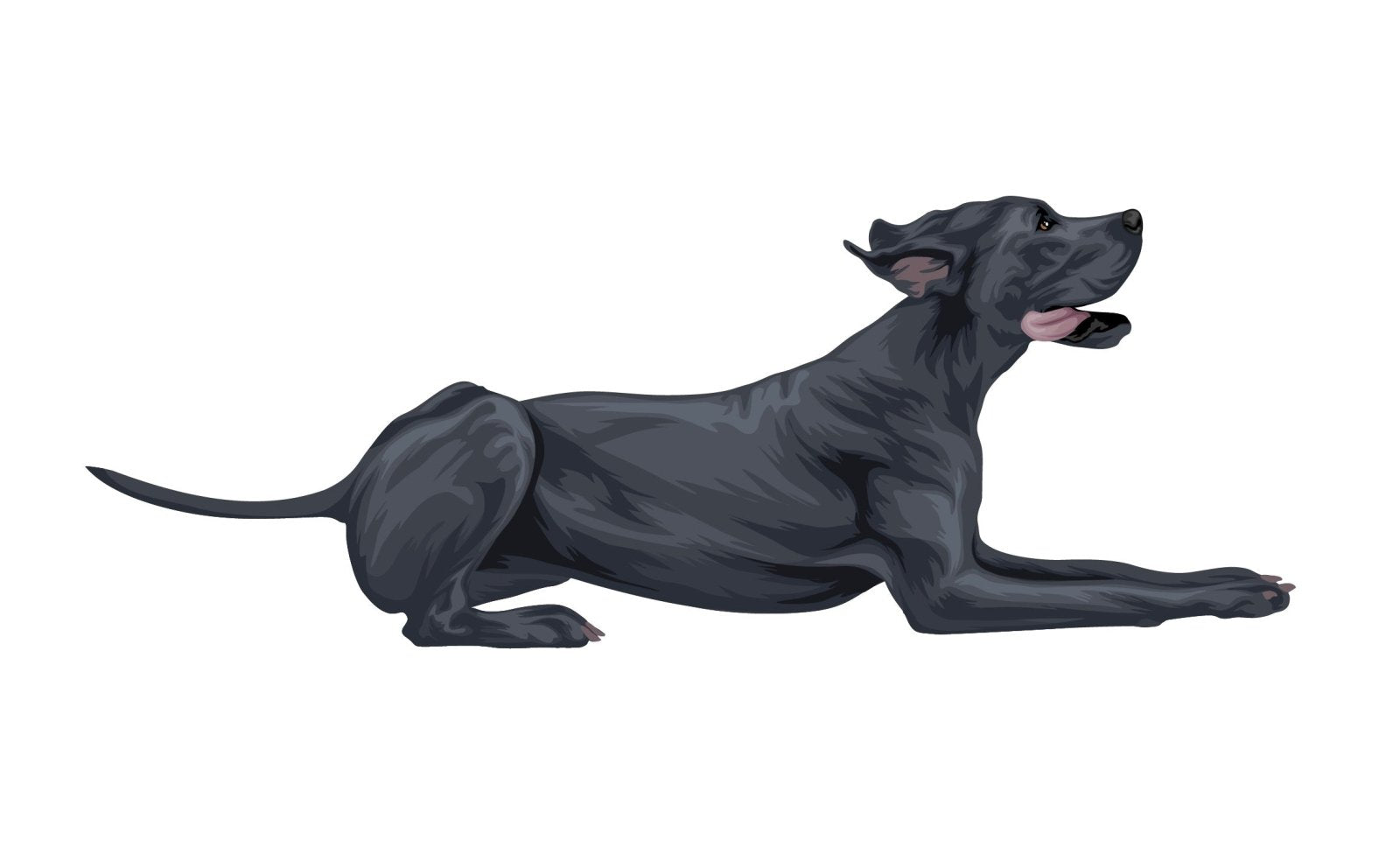 Great Dane Car Decal Sticker - Premium Vinyl Decorative Decals for Cars, Windows, Laptops - Perfect for Pet Lovers & Dog Enthusiasts