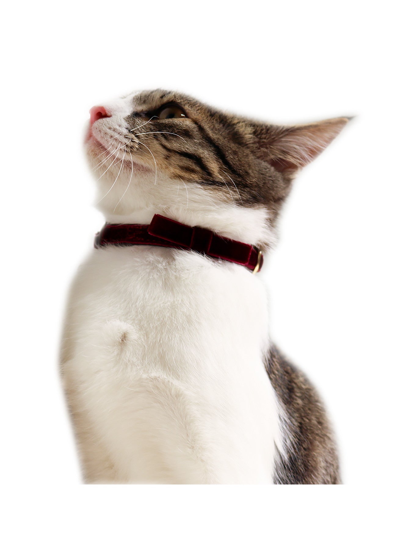 Cattyman Stylish Velvet Wine Cat Collar - Adjustable Soft Kitten Collar with Bell for Indoor & Outdoor Cats - Perfect for Grooming, Photos & Special Occasions