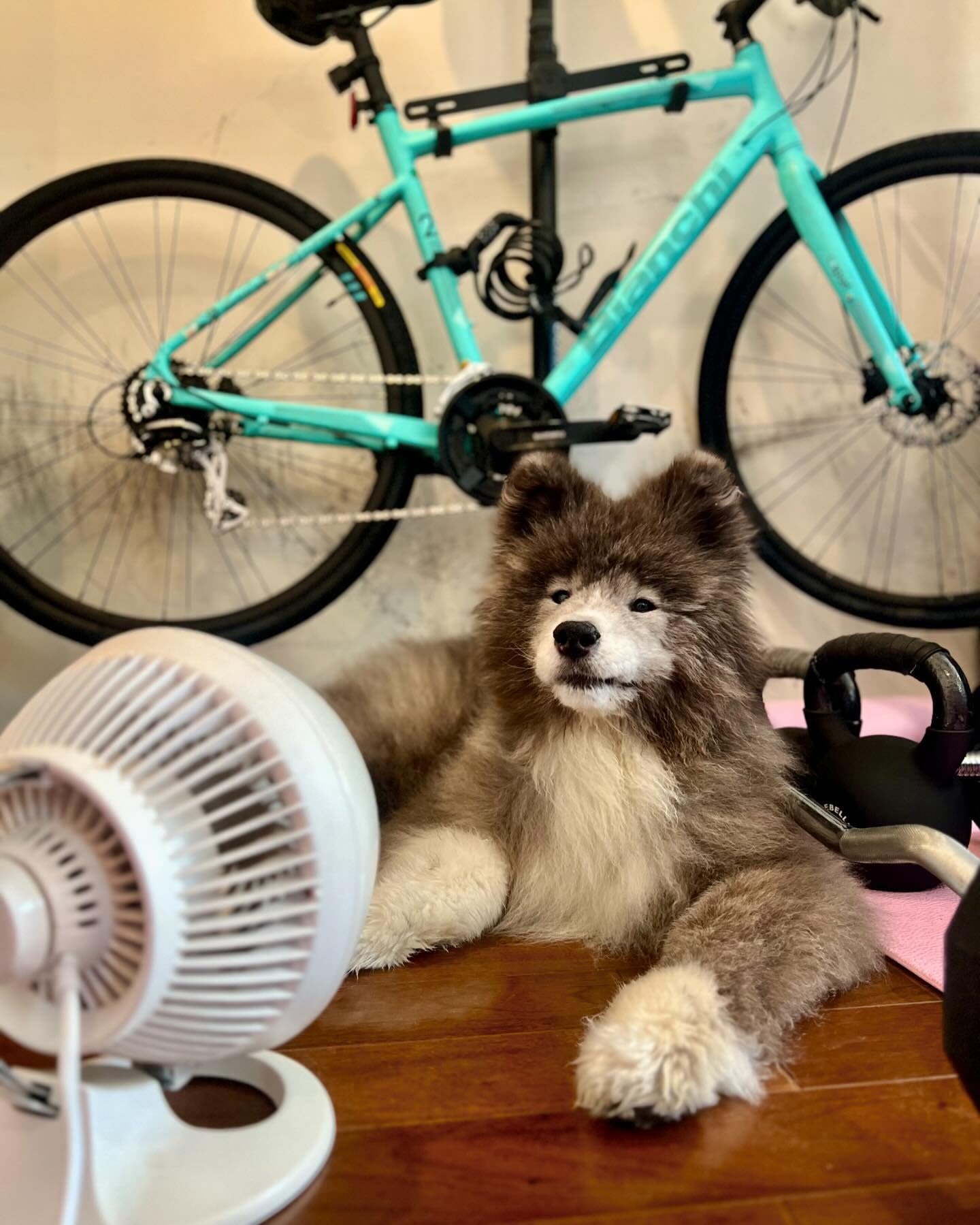 Vornado 560 Medium Air Circulator Fan - 4 Speed Adjustable Floor Fan with Quiet Operation, Easy Clean Design for Home, Office & Bedroom (White) | Whole Room Cooling & Air Circulation Solution