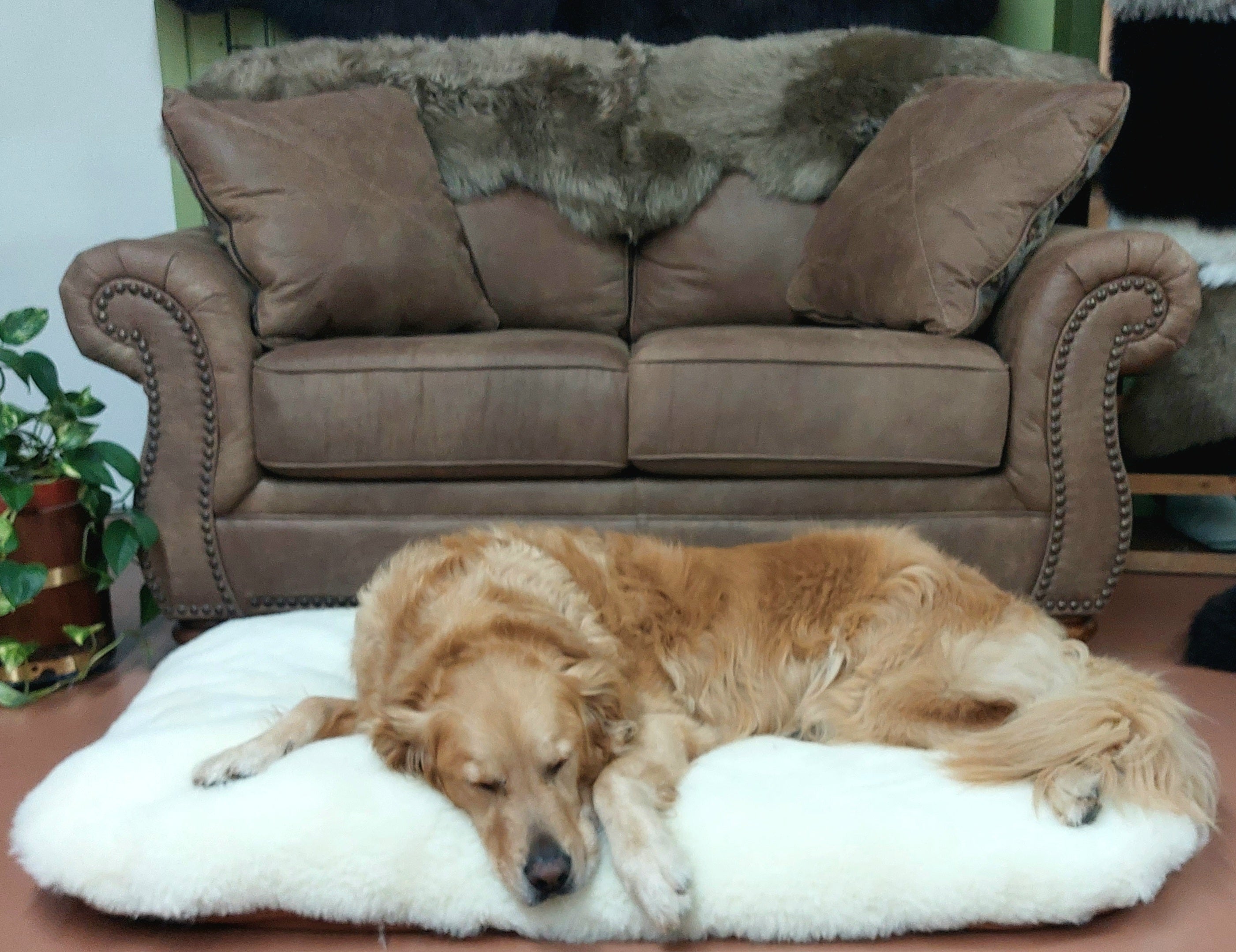 Premium Sheep Wool Pet Beds for Dogs & Cats - Soft & Hypoallergenic - Cozy Orthopedic Support for Indoor/Outdoor Use - Perfect for Beds, Couches & Travel