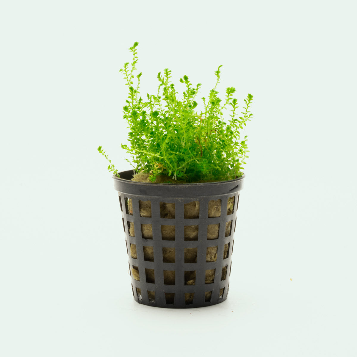 Selaginella Kraussiana Mini - Small Evergreen Fern for Indoor & Outdoor Gardens | Perfect for Terrariums, Fairy Gardens, and Home Decor