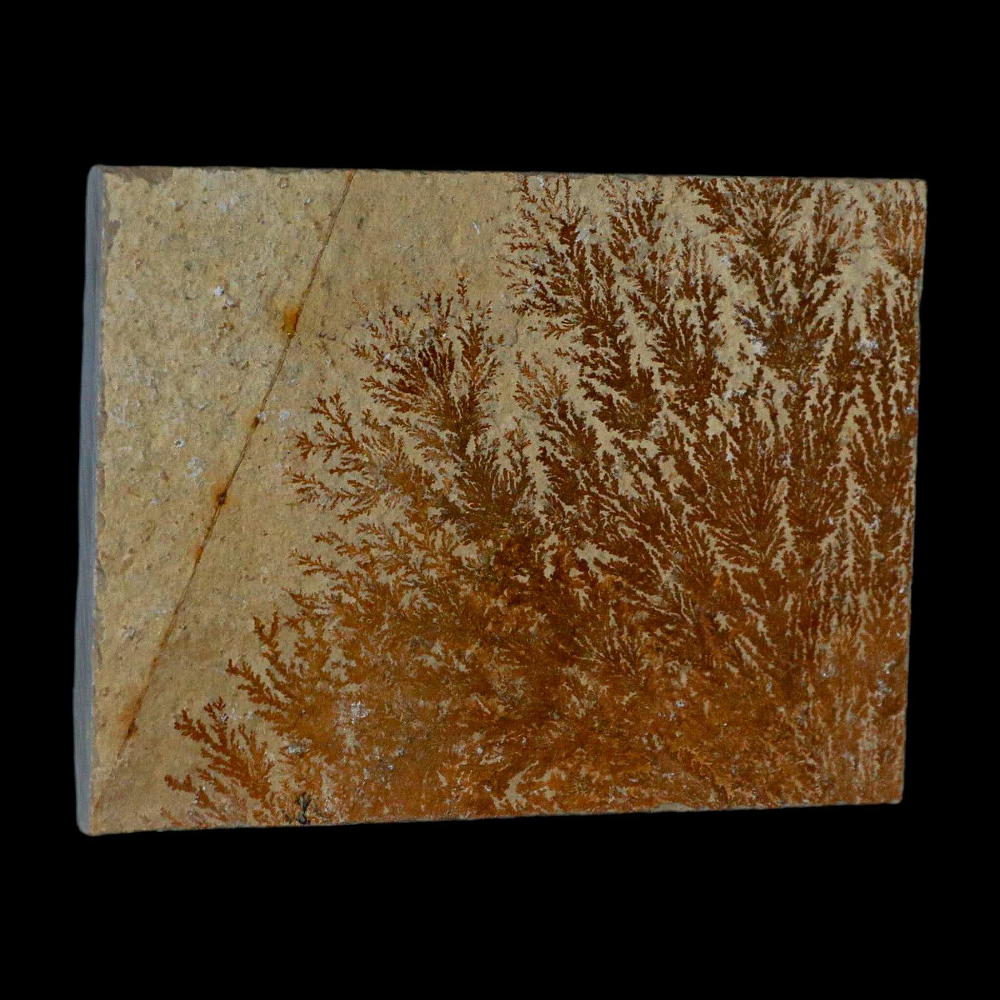 3.1 Pyrolusite Dendritic Sandstone Fossil - Solnhofen Upper Jurassic Age Specimen from West Germany | Rare Collectible for Geology Enthusiasts & Home Decor
