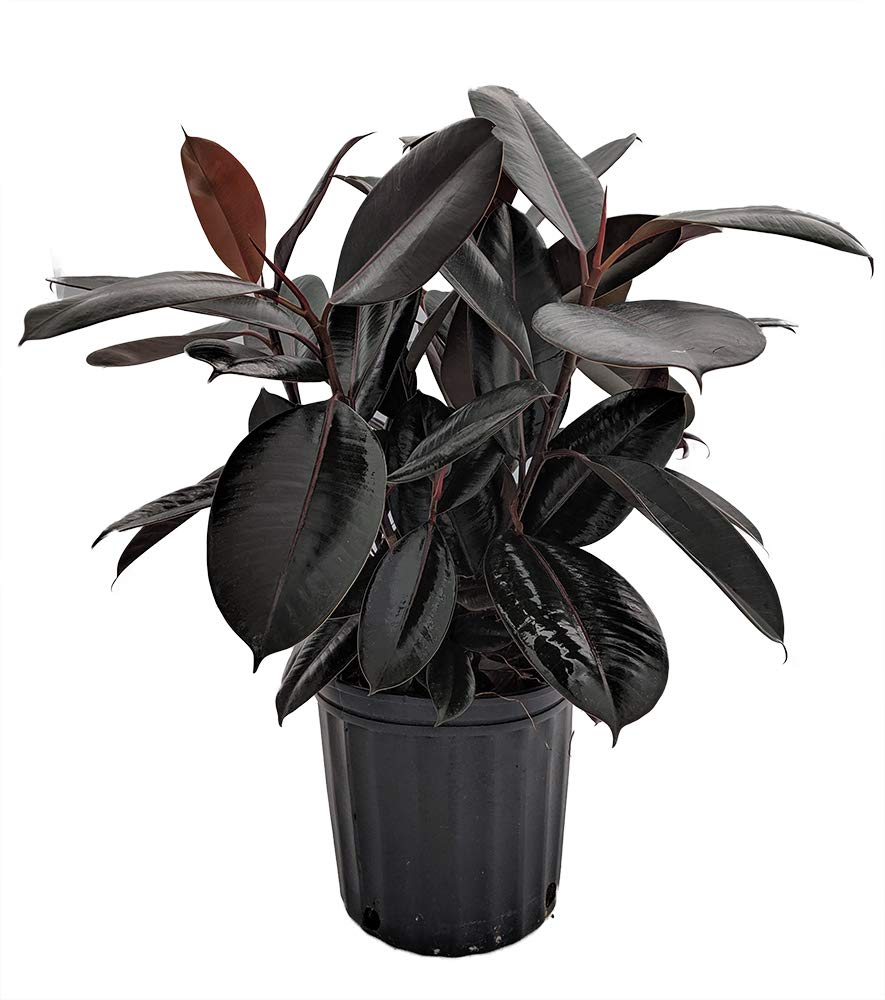 Ficus Elastica Burgundy Rubber Plant - 10 Inch Pot Live Indoor Houseplant - Easy Care Air Purifying House Plant for Home, Office & Living Room Decor