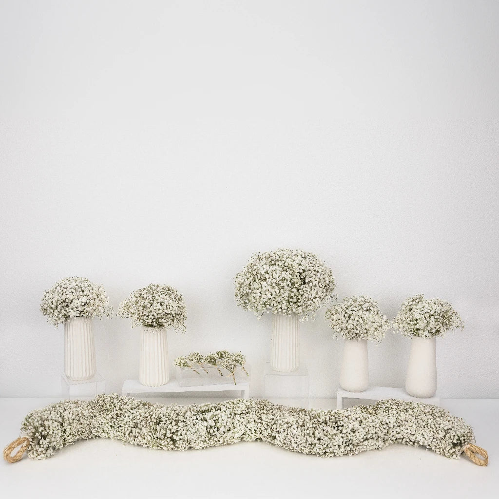 Baby's Breath Wedding Bouquet - Fresh Gypsophila Flowers for Bridal Bouquets, Centerpieces & Wedding Decorations - Perfect for Bridal Showers, Ceremonies & Romantic Events